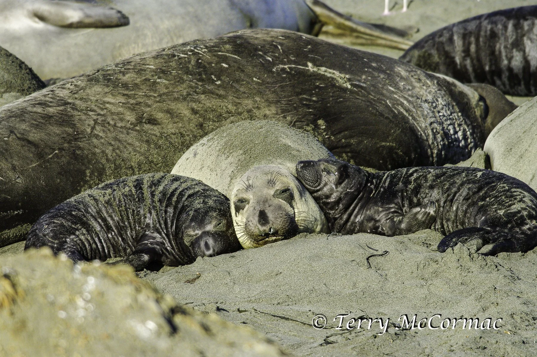 Female Northern Elephant Seal with young, Piedras Blancas, CA