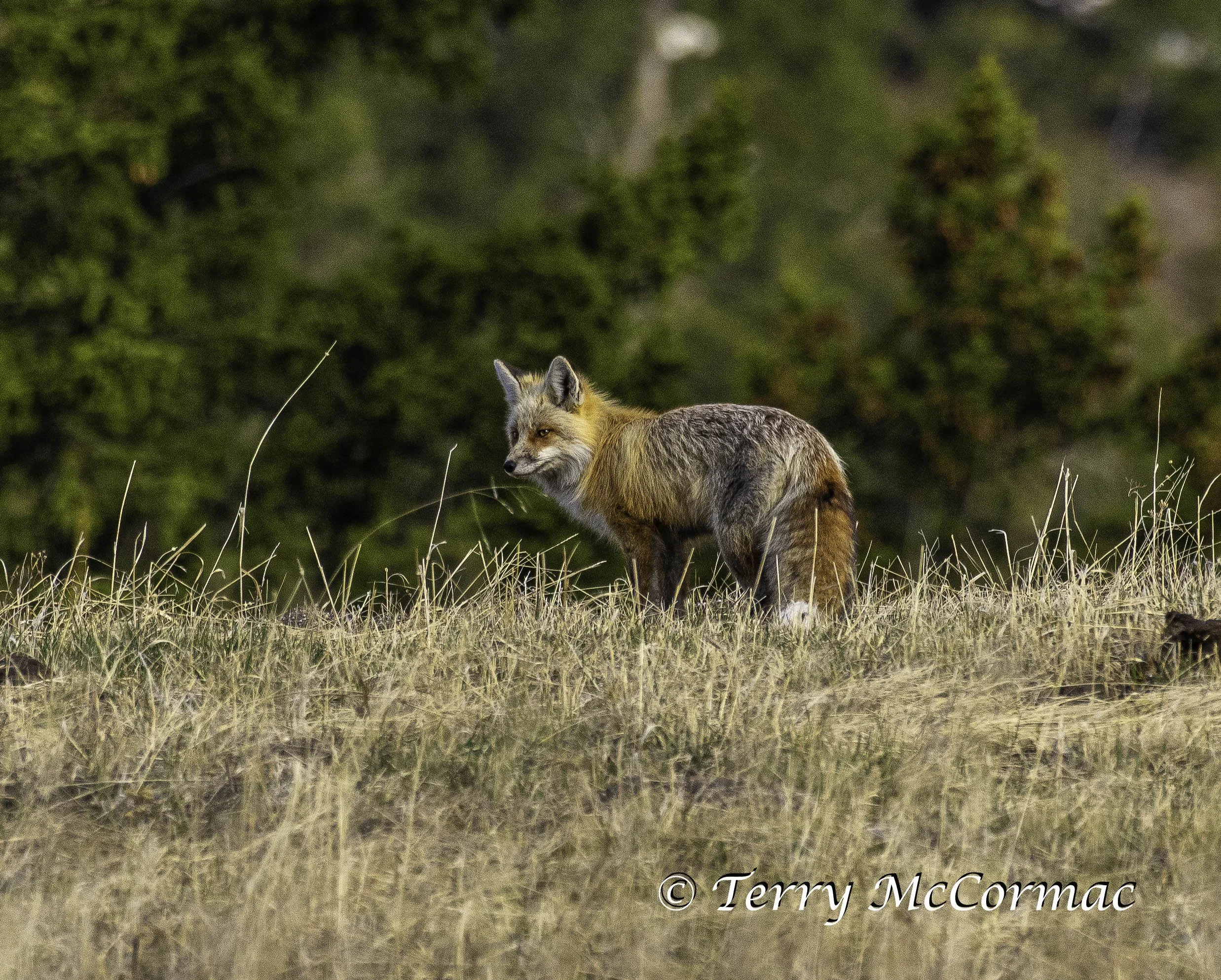 Red Fox Yellowstone National Park, WY