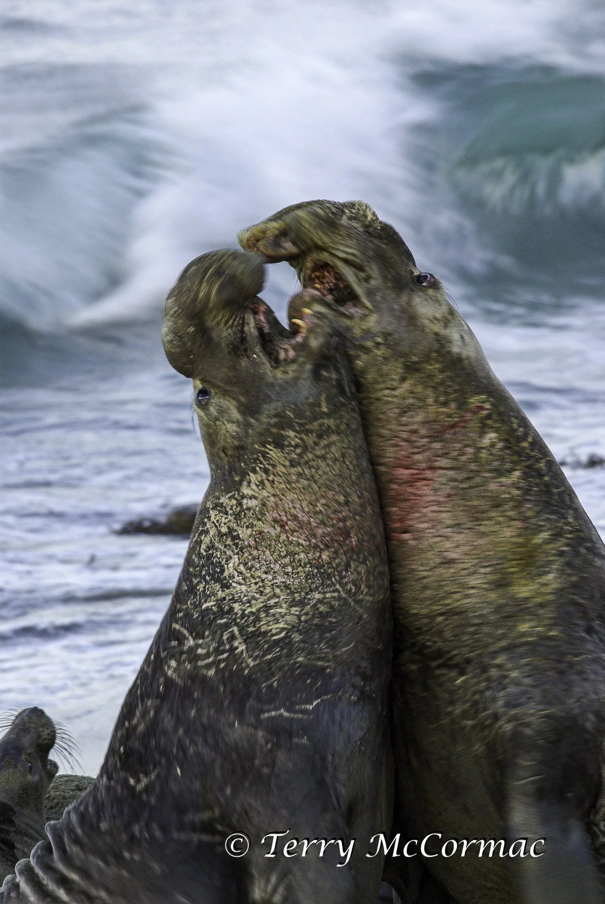 Male Northern Elephant Seals fighting, Piedras Blancas, CA