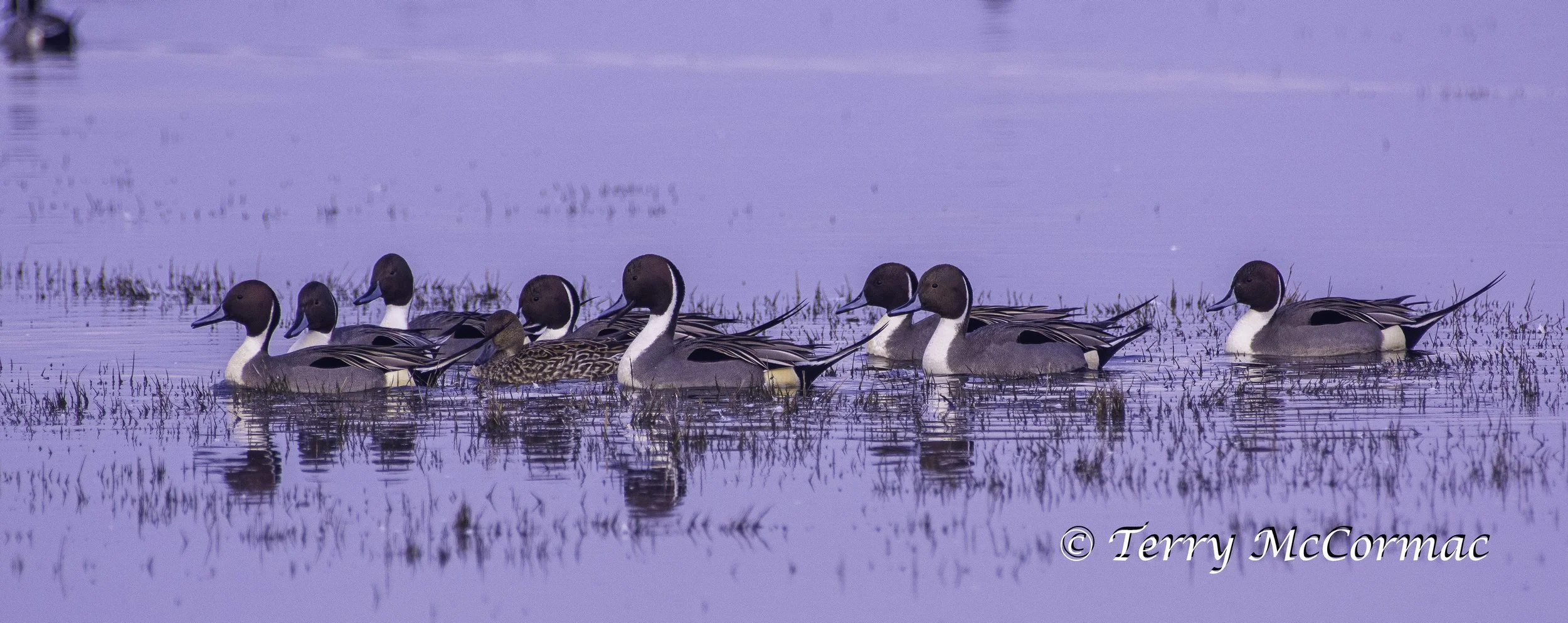  Northern Pintails