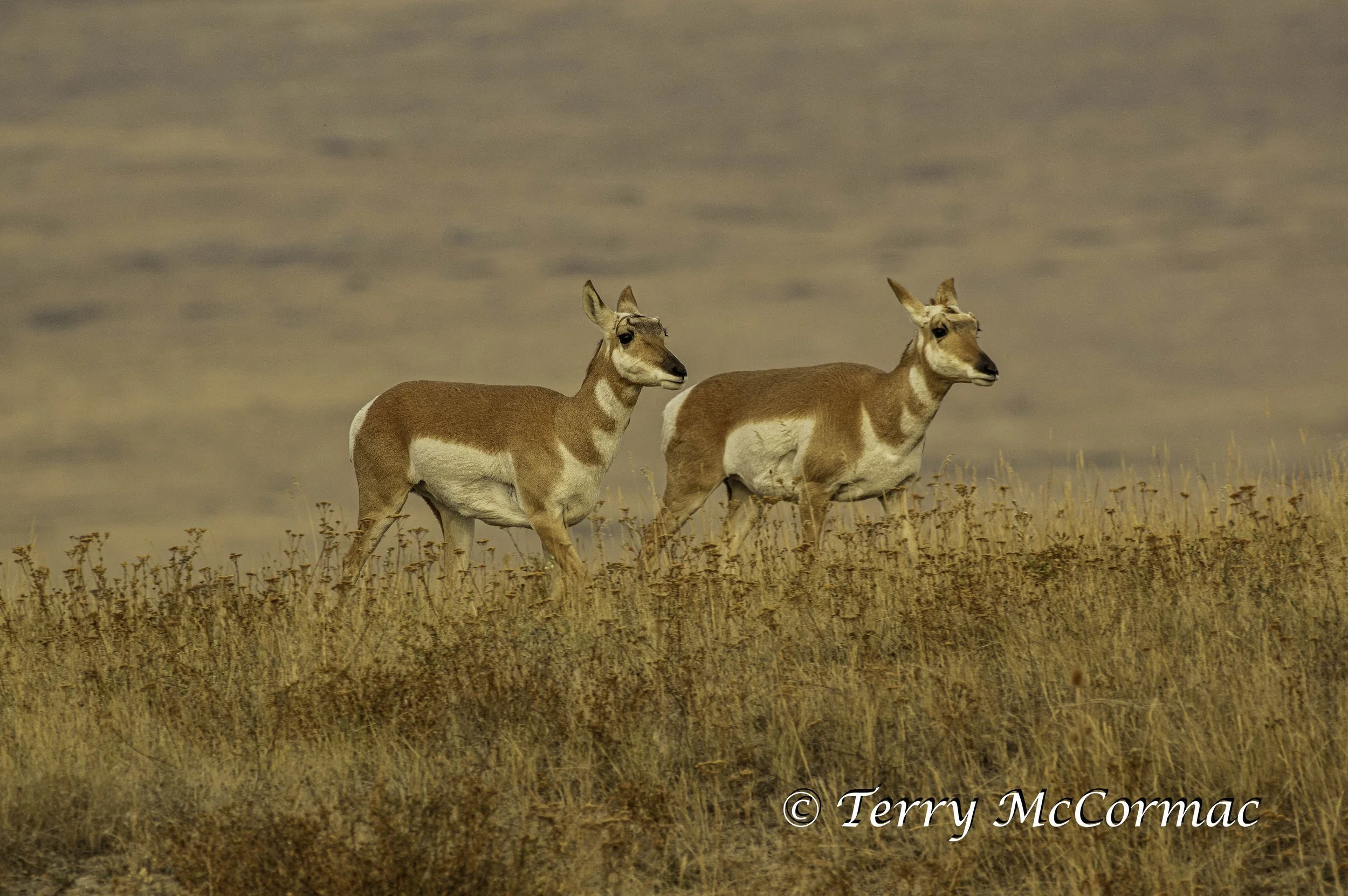 Female Pronghorn Antelope, National Bison Range, Montana