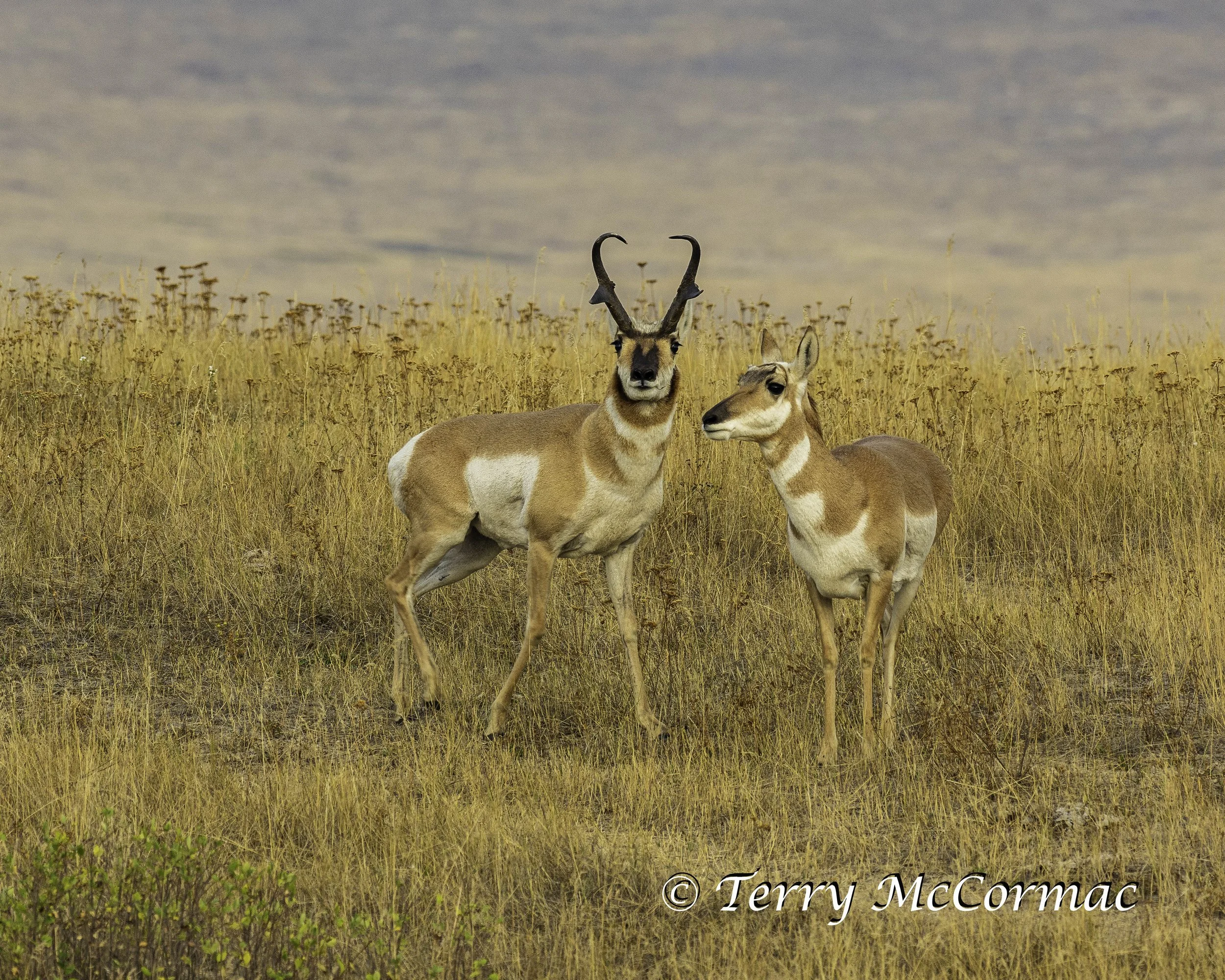 Pronghorn Antelope, National Bison Range, Montana