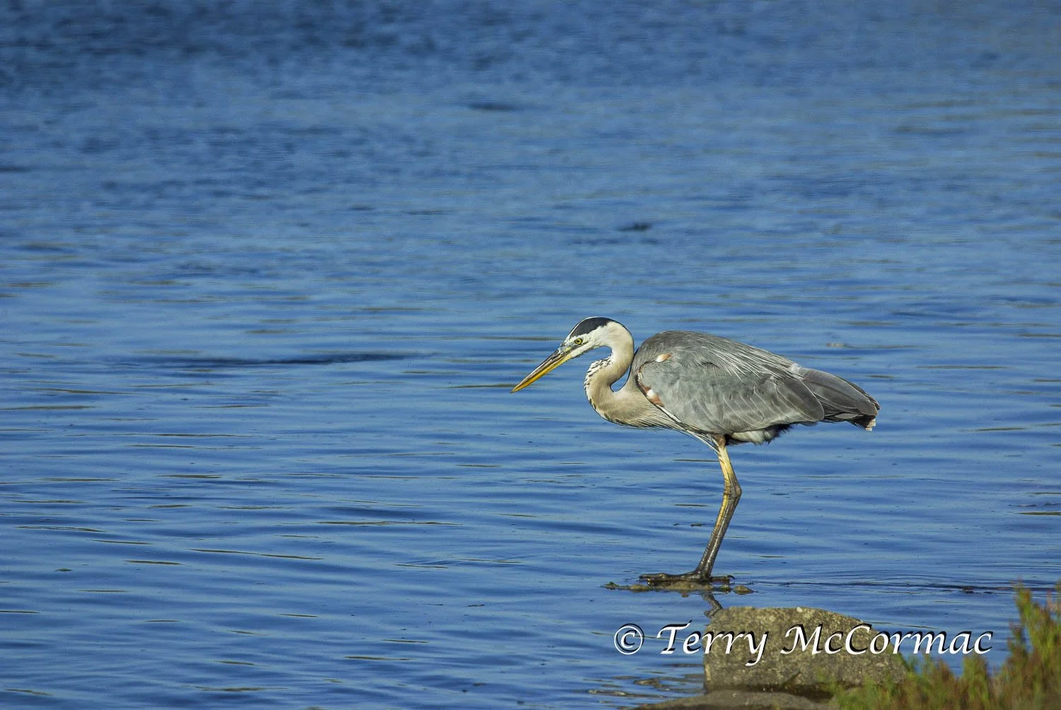 Great Blue Heron, Moss Landing CA