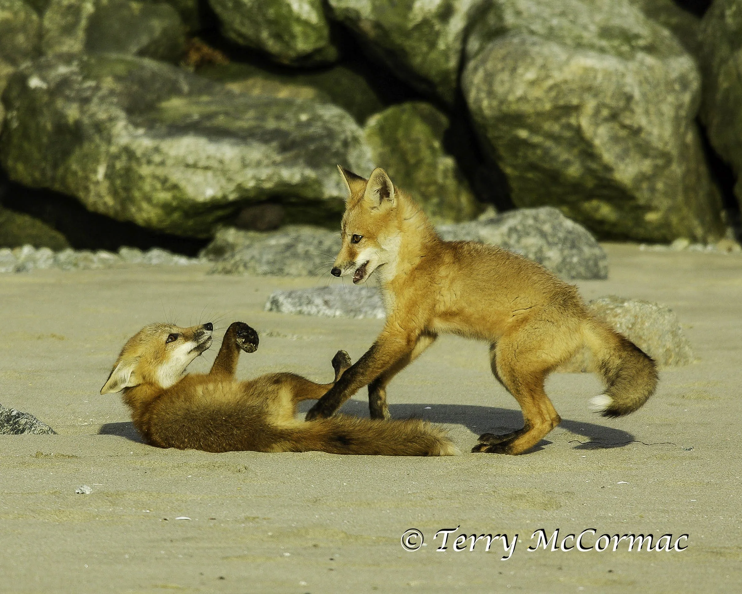 Red Foxes at Play, Moss Landing, CA