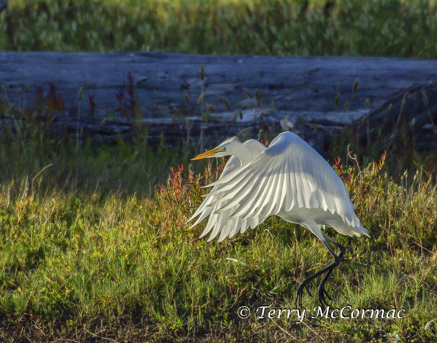 Great Egret, Santa Cruz, CA
