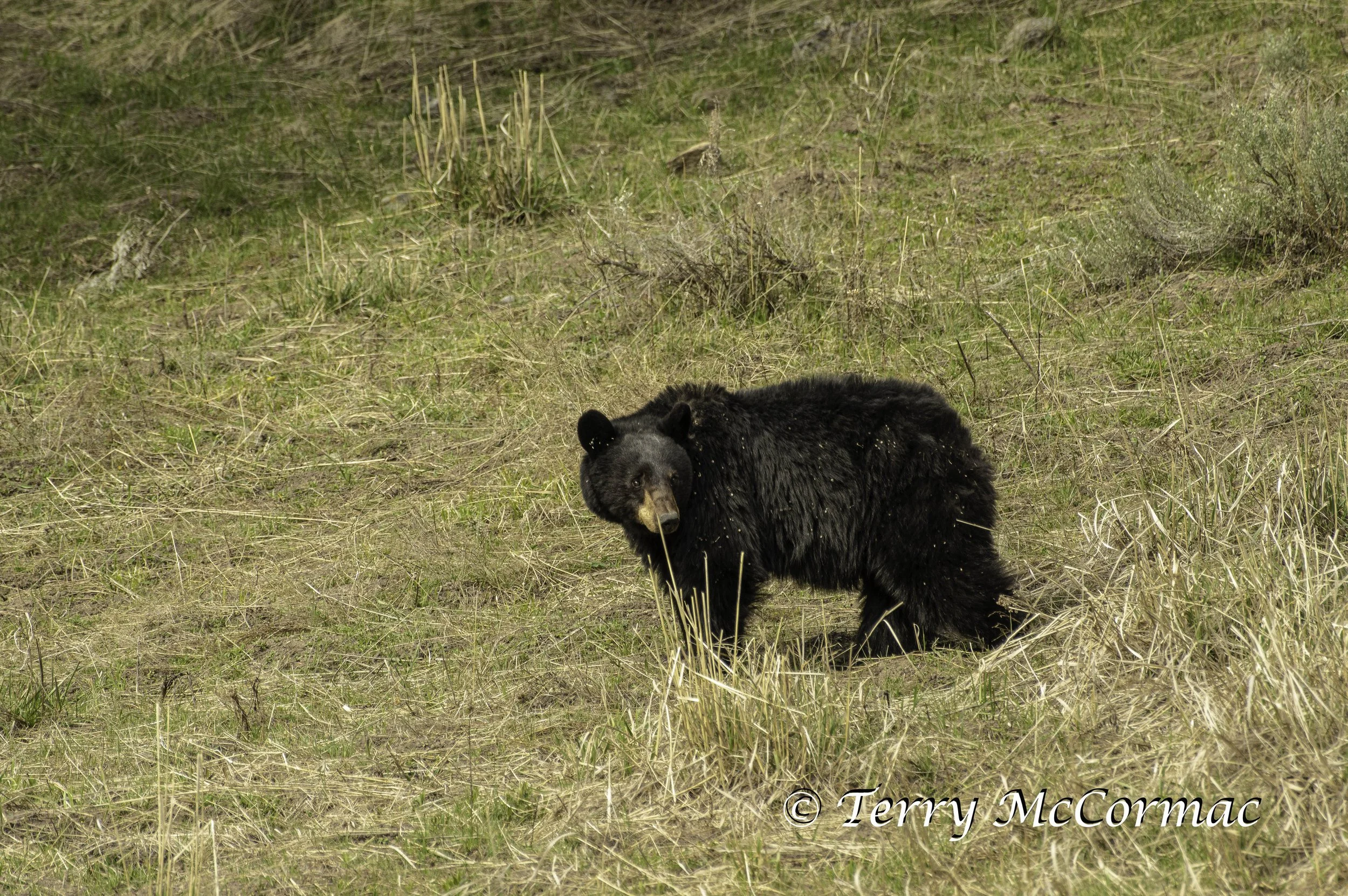Female Black Bear Yellowstone National Park, WY