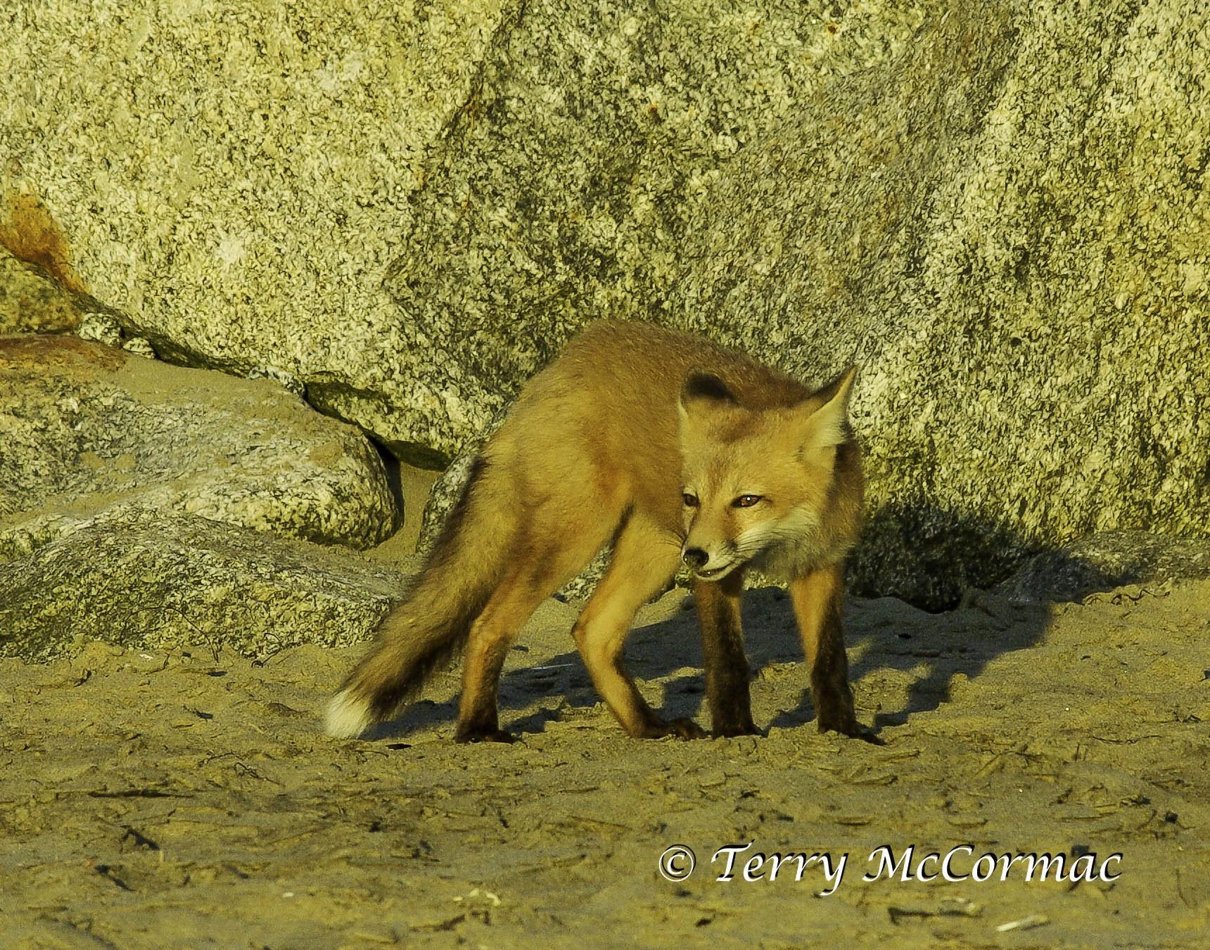 Red Fox, Moss Landing, CA