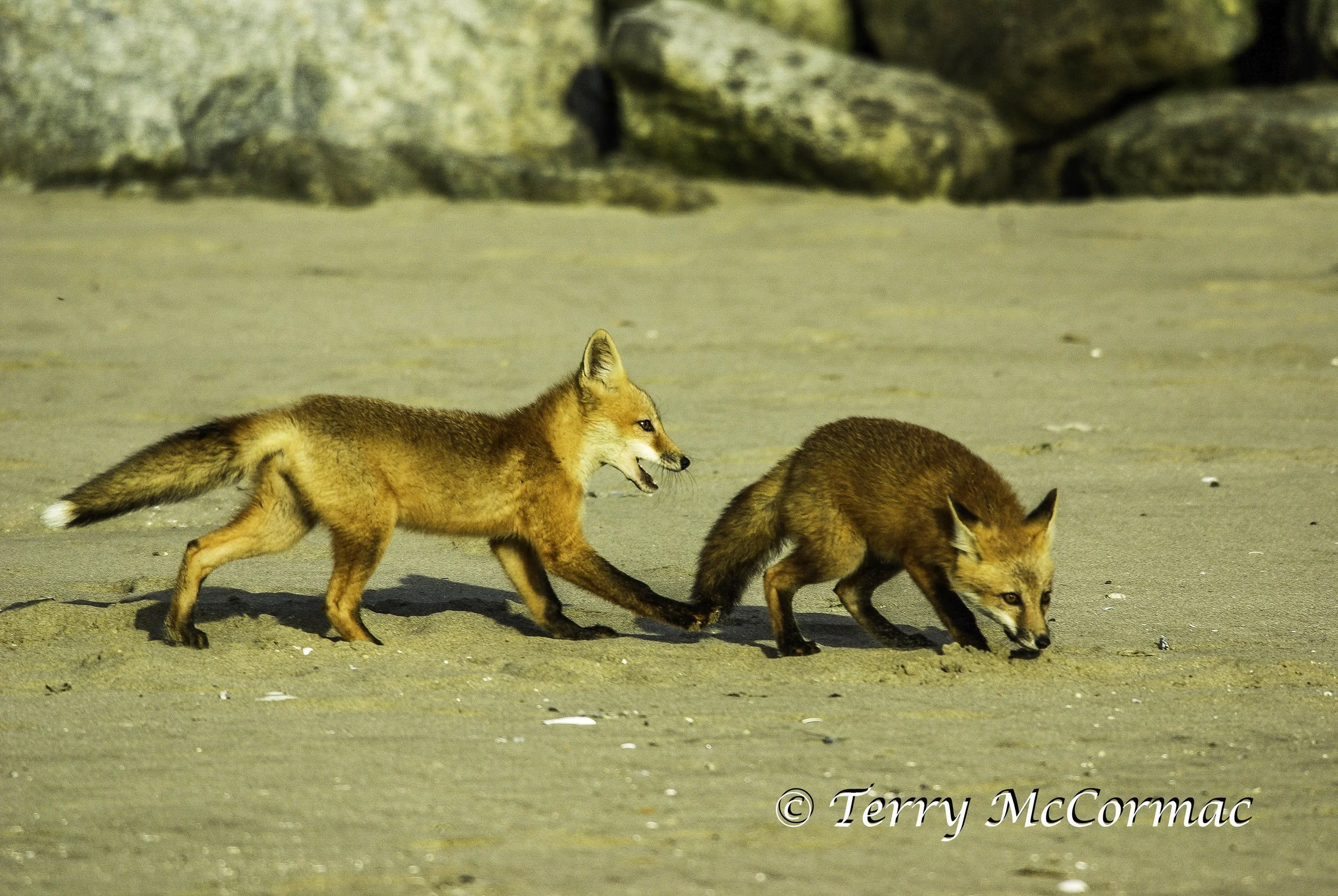 Red Foxes, Moss Landing, CA