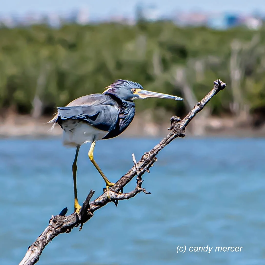 Tri Color Heron Aransas Texas