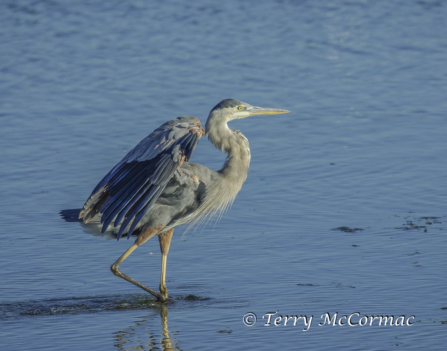 Great Blue Heron, Moss Landing CA