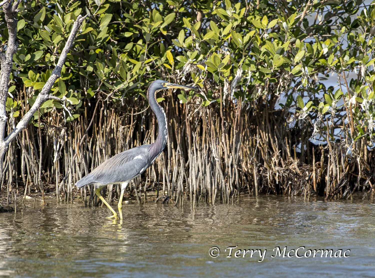 Tricolored Heron, The Gulf of Mexico, Texas
