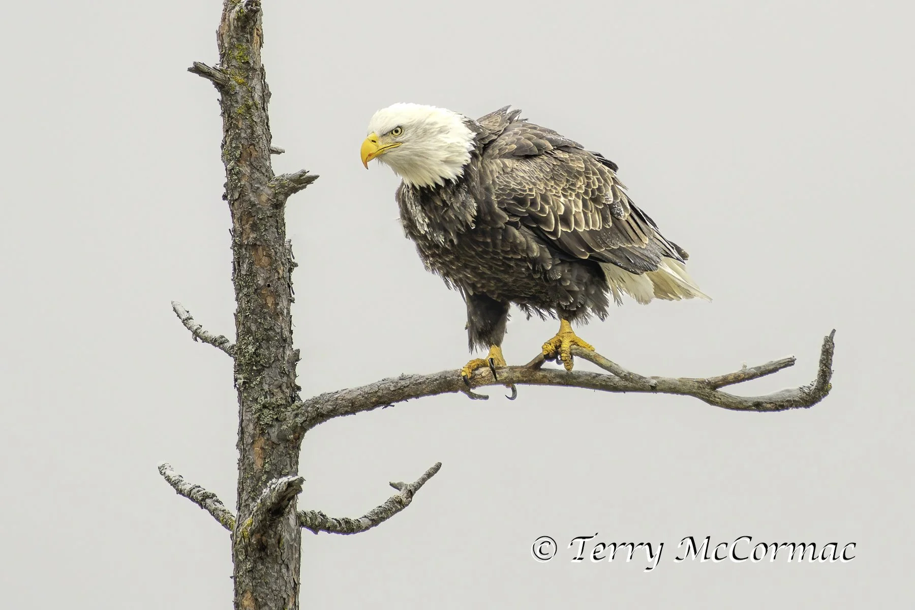 Adult Bald Eagle, Lake Coeur d'Alene, Idaho
