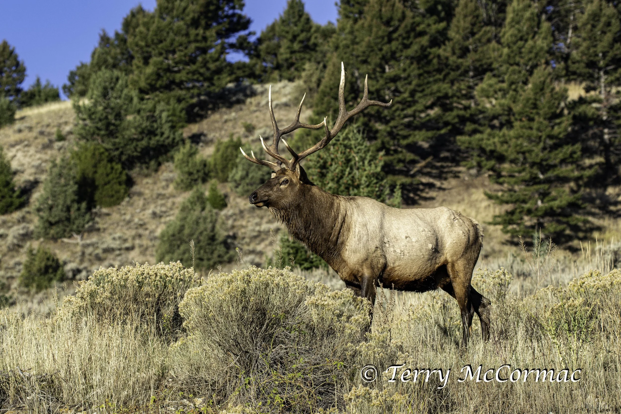 Bull Elk, Yellowstone National Park, WY