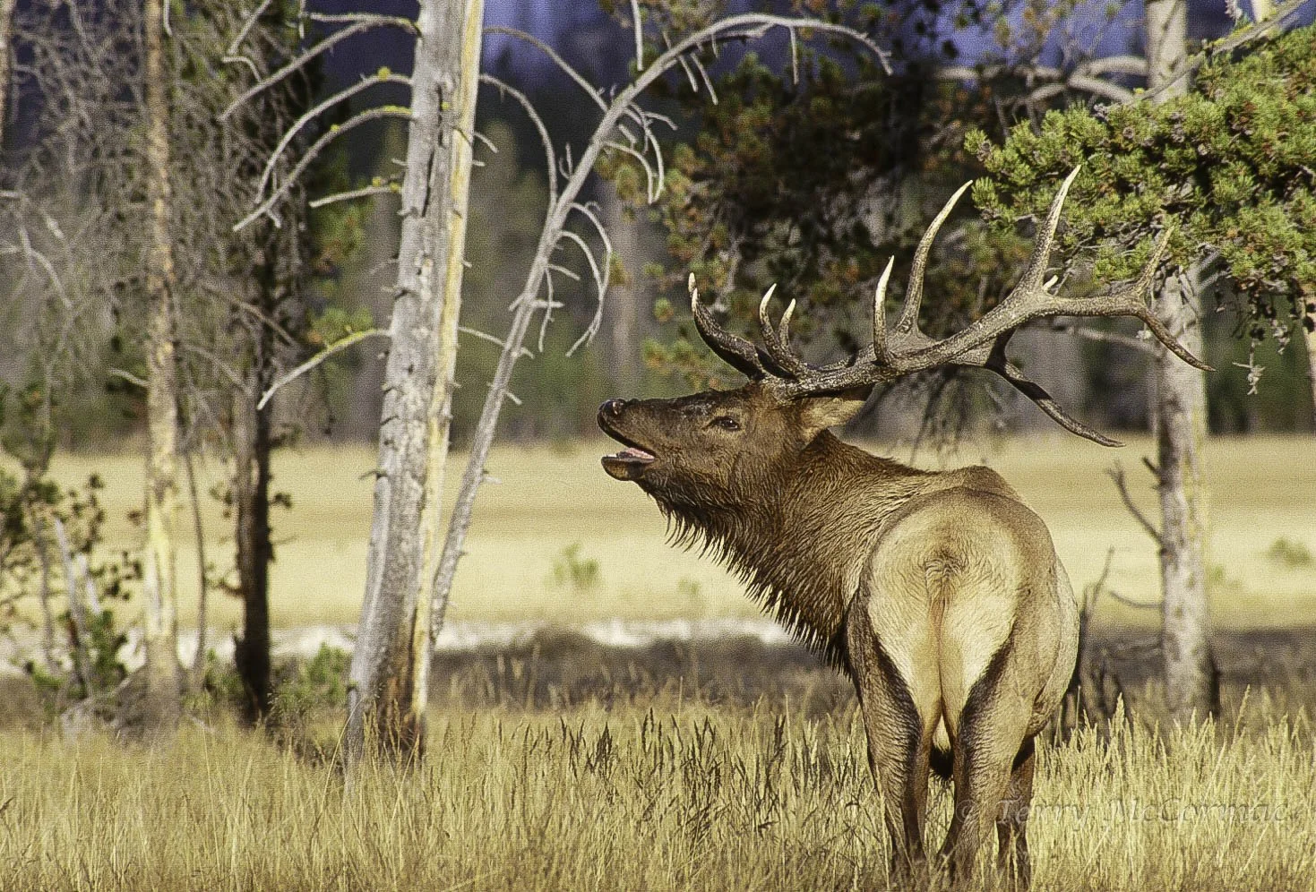 Bull Elk Yellowstone National Park