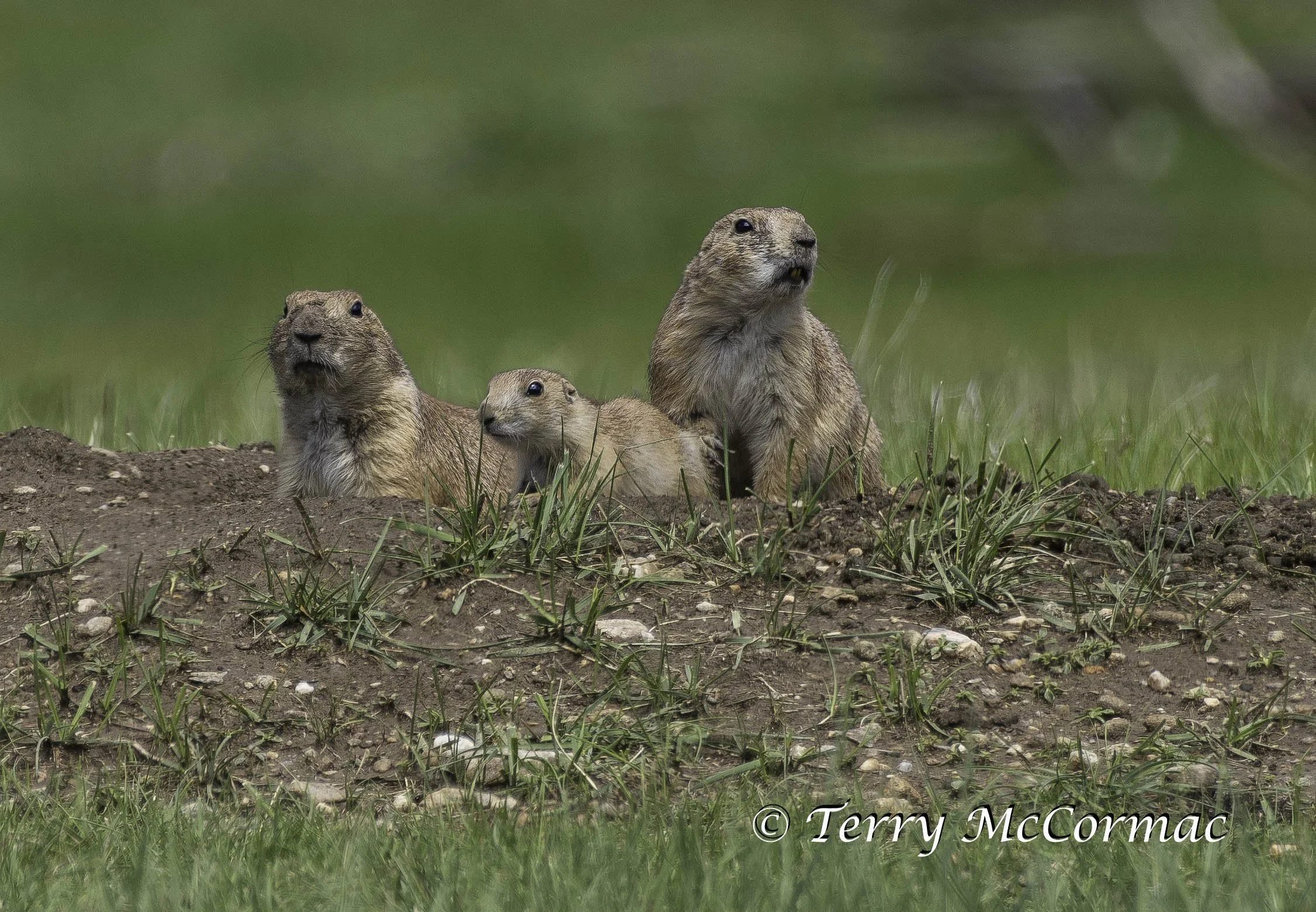 Black-Tailed Prairie Dog, Badlands National Park, South Dakota