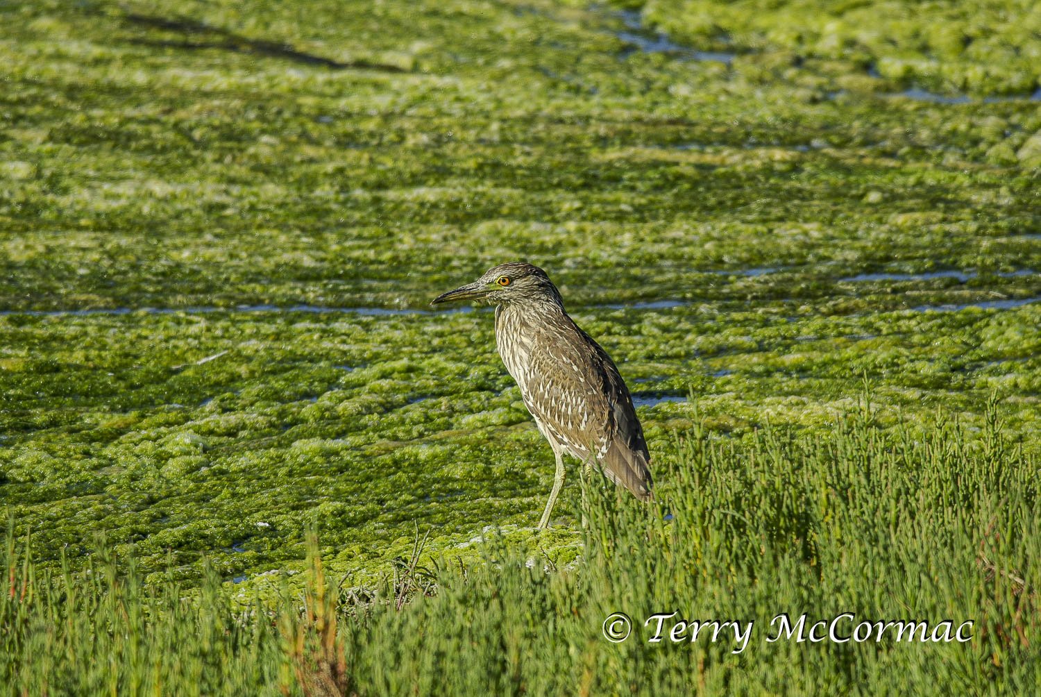 Juvenile Black-Crowned Night Heron 