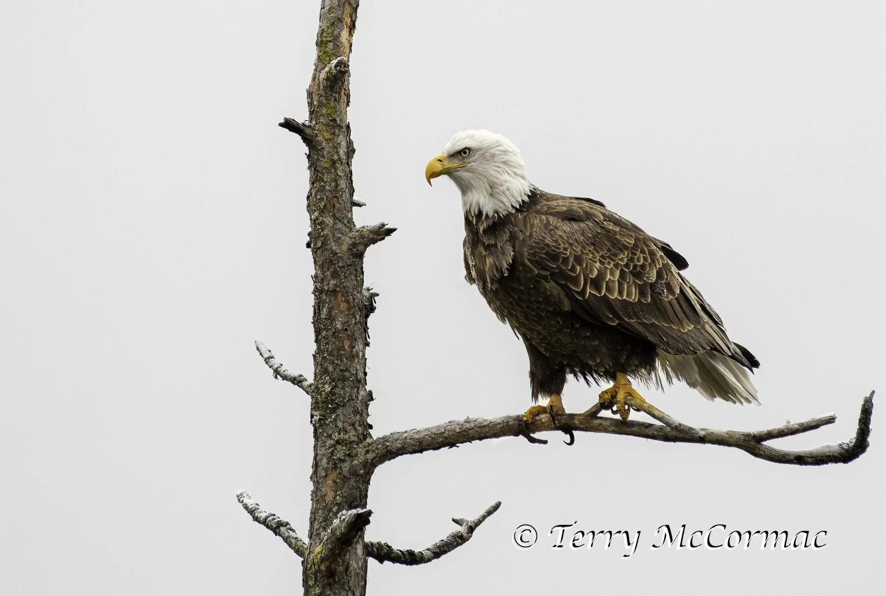 Adult Bald Eagle, Lake Coeur d'Alene, Idaho