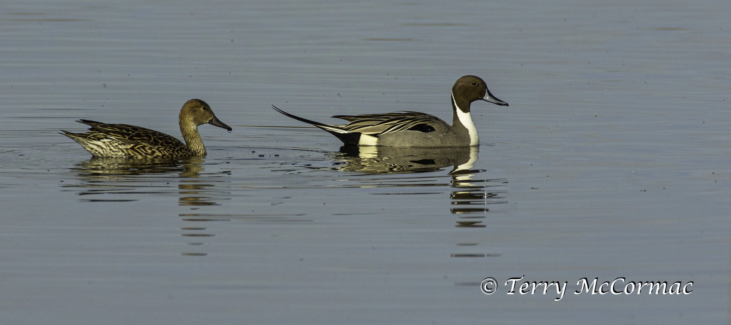 Northern Pintail