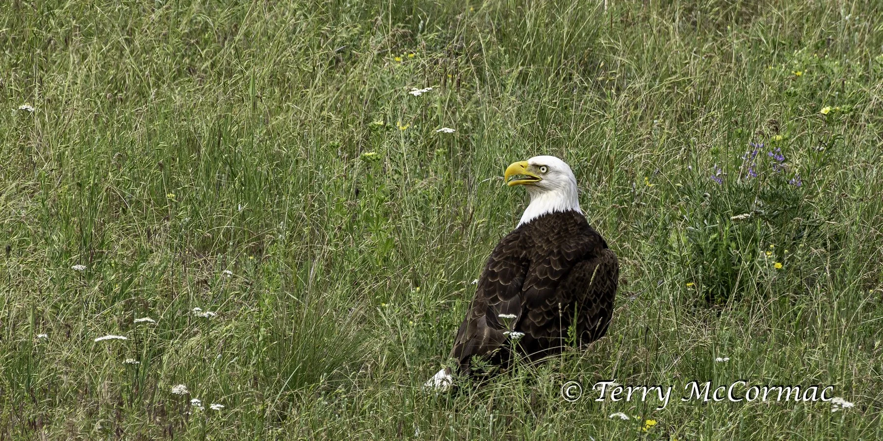 Bald Eagle, The Bison Range, Montana