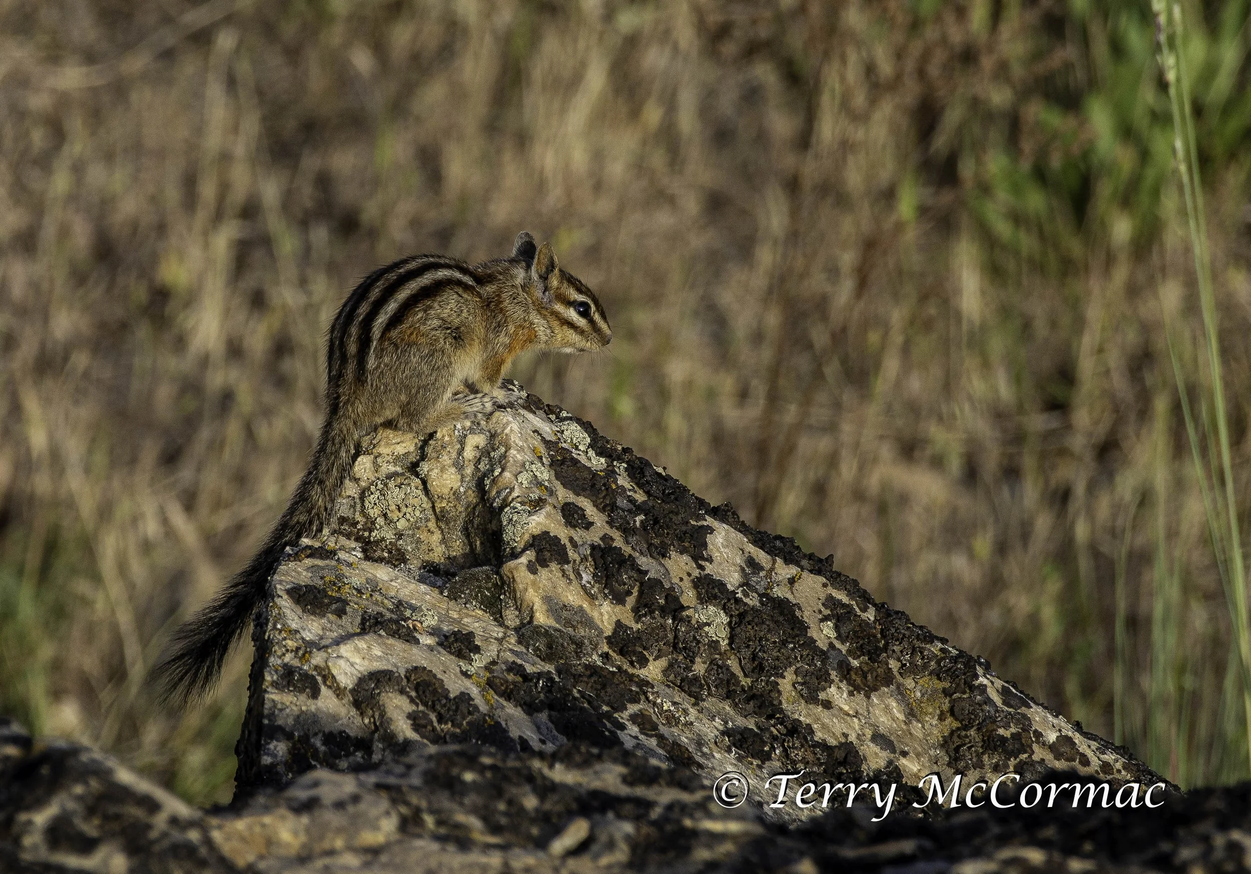 Chipmunk,  Steptoe Butte State Park, WA
