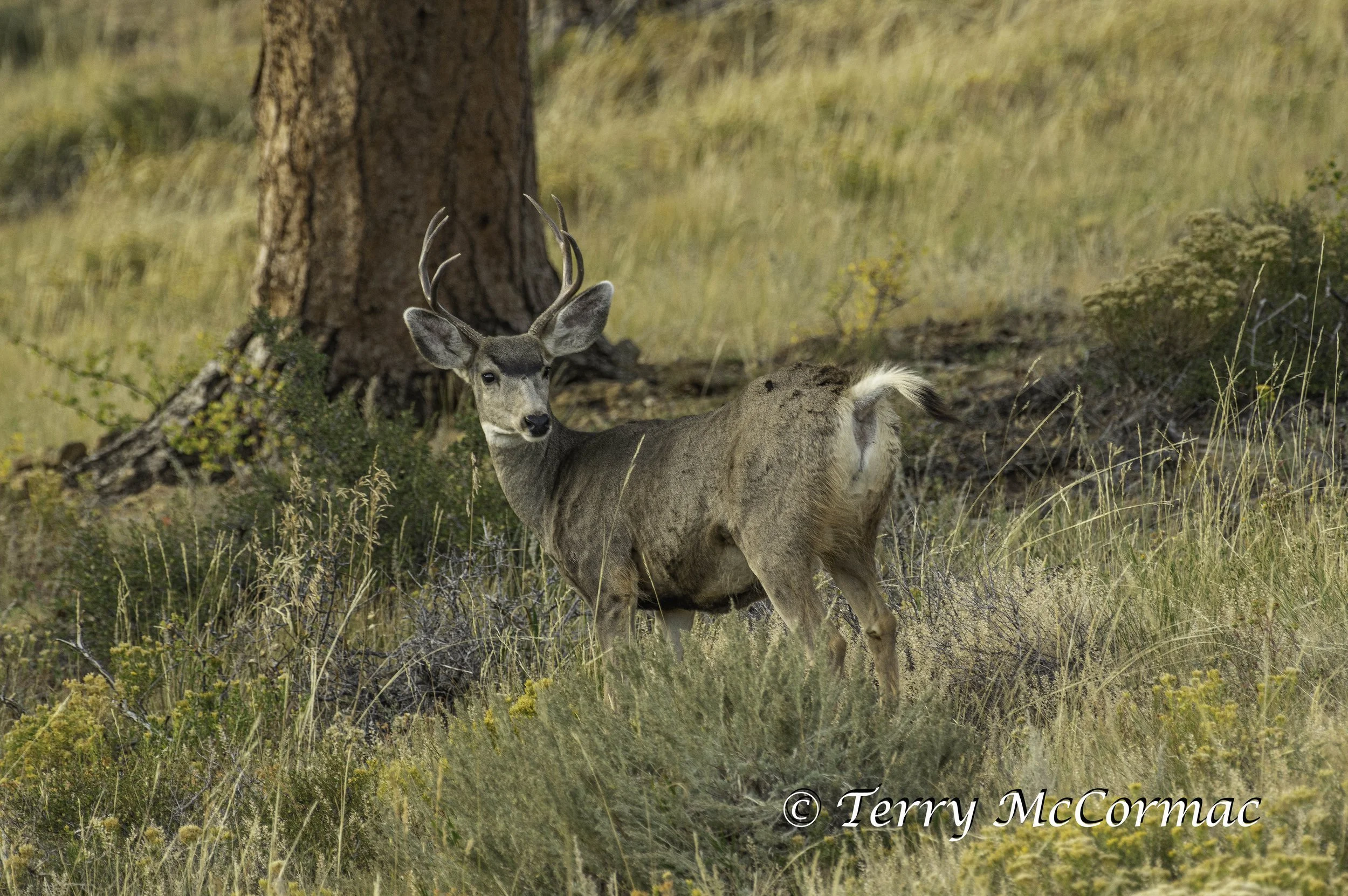 Mule Deer Bull Rocky Mountian National Park, Colorado