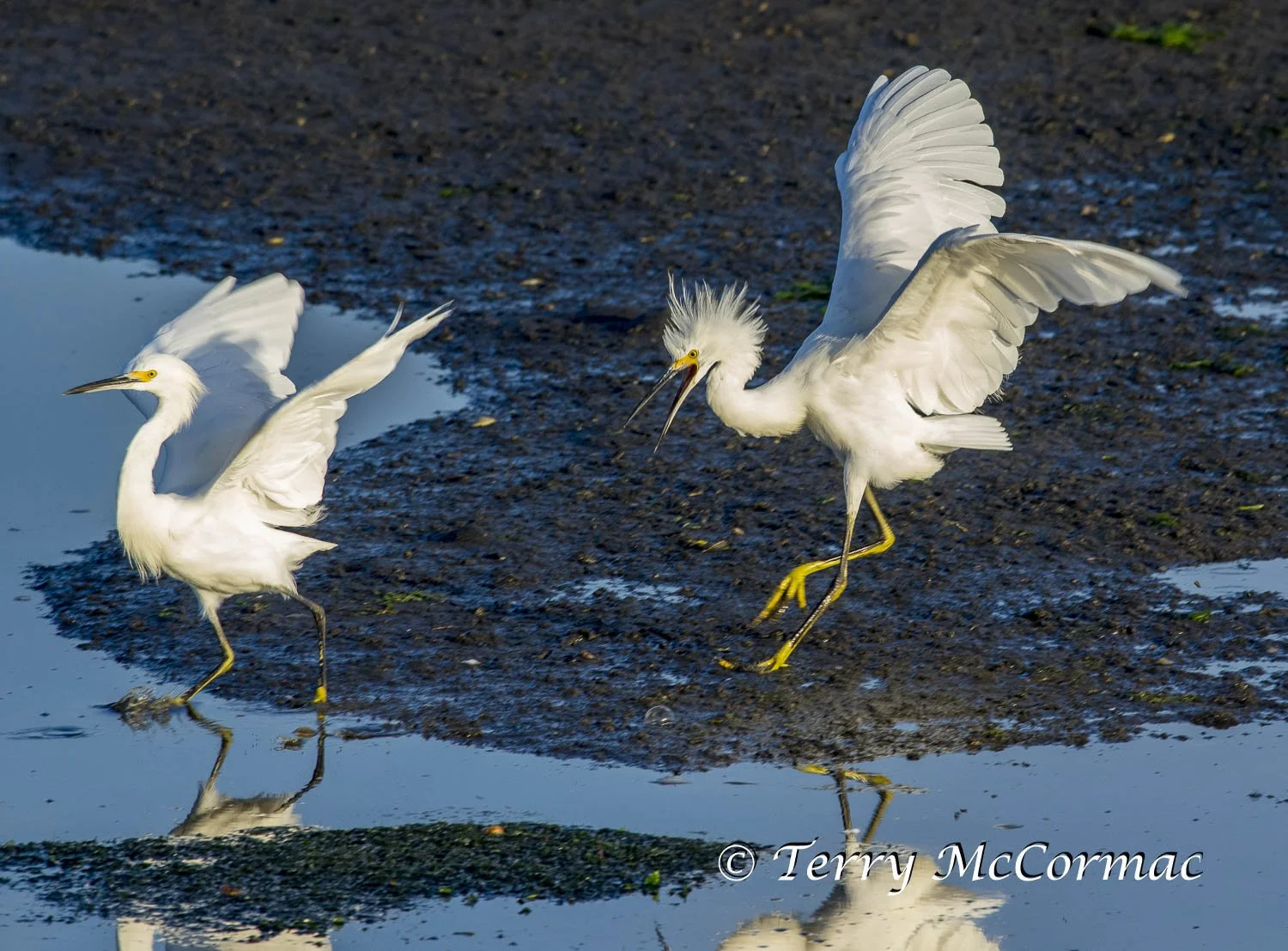 Snowy Egret Elkhorn Slough, Moss Landing, CA