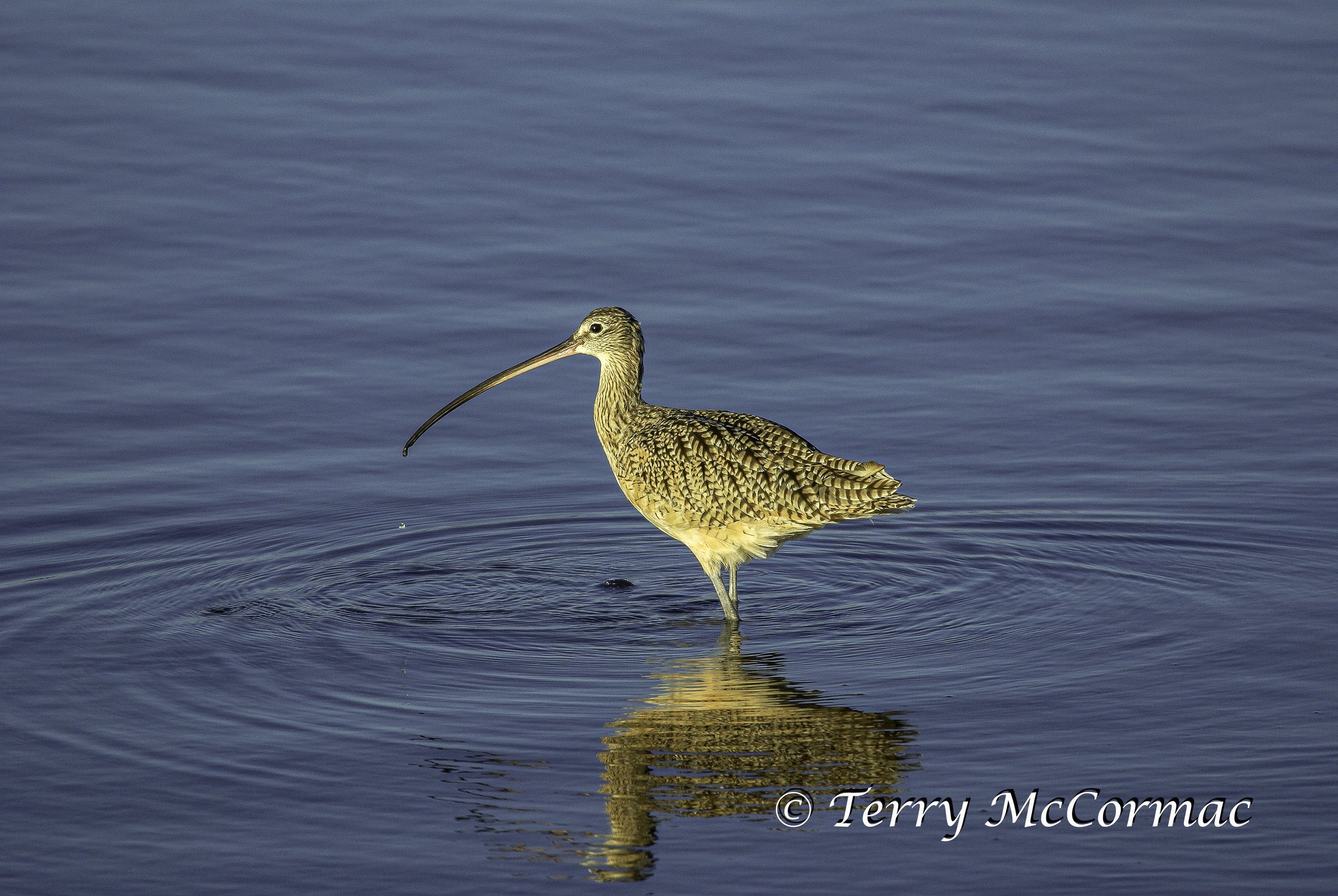 Long-billed Curlew 