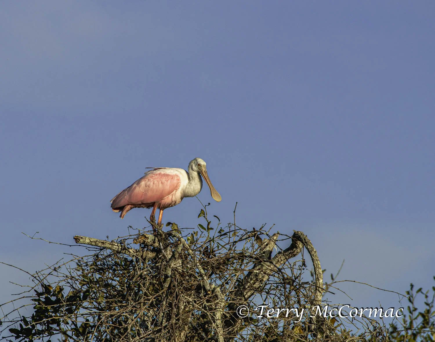Roseate Spoonbill  Aransas National Wildlife Refuge, Texas