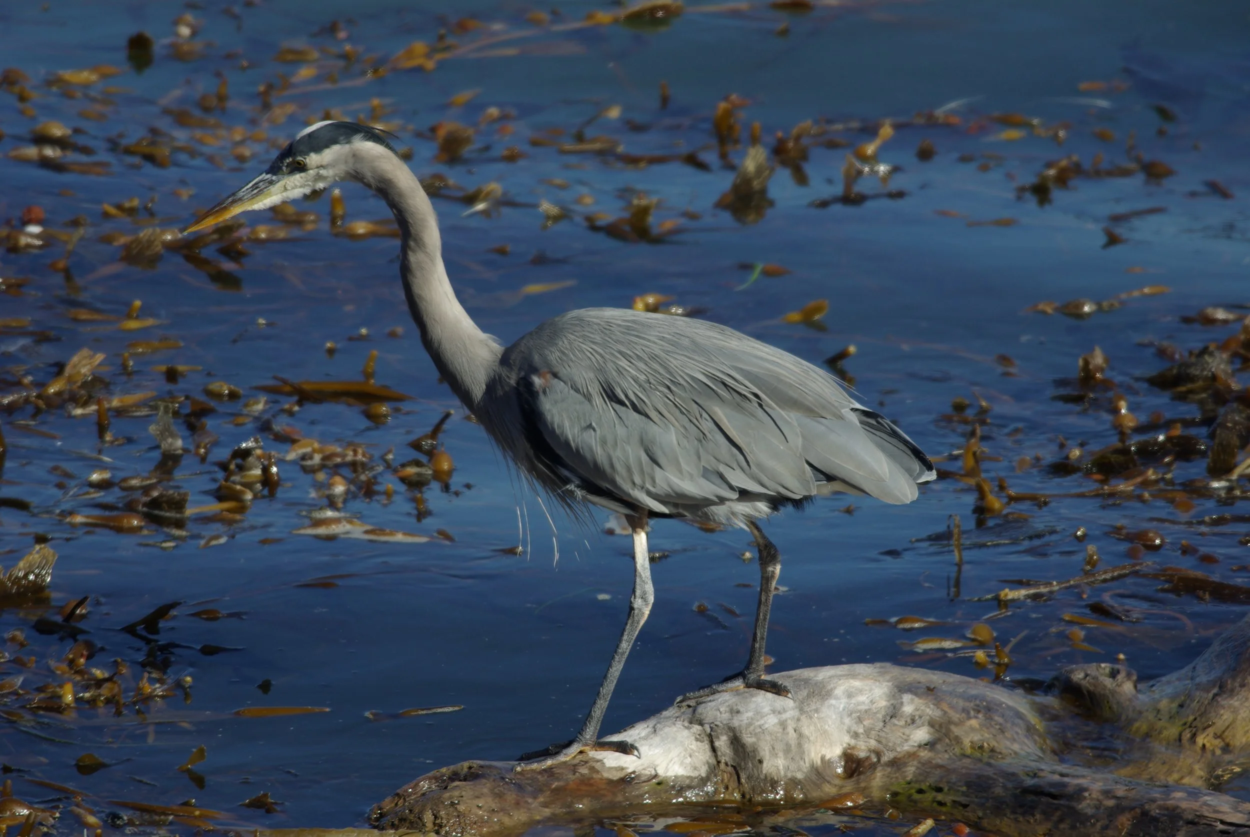 Herons & Spoonbills