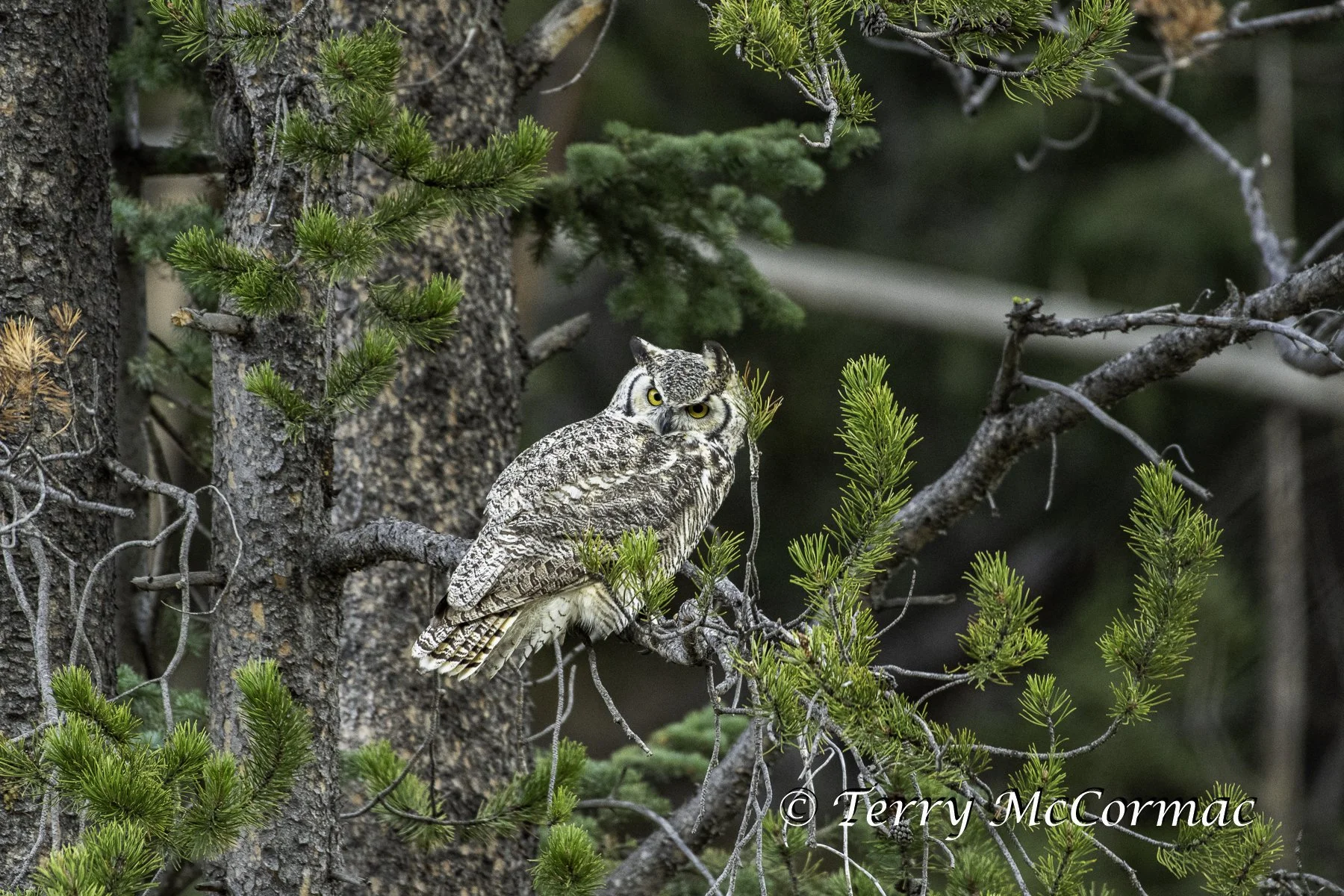 The Subarctic subspecies of Great Horned Owl, Yellowstone NP