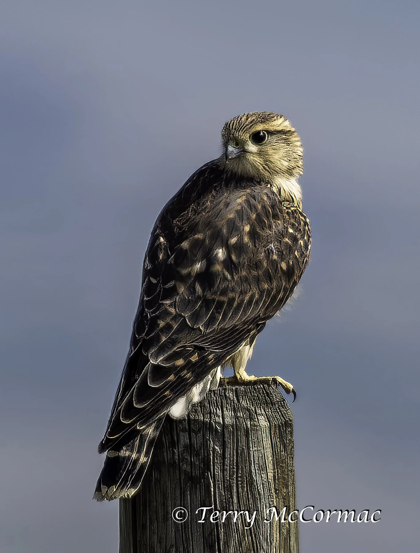 Young Broad-winged Hawk, Red Rock Lakes NWR, Montana