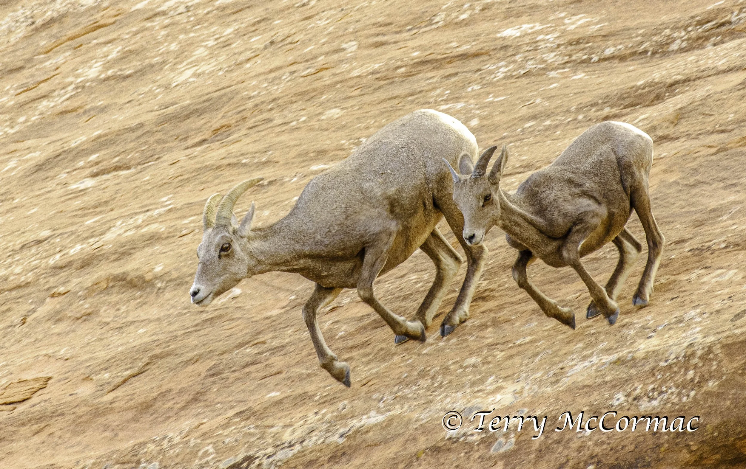 Desert Bighorn Sheep on the run, Autumn Colorado National Monument, CO