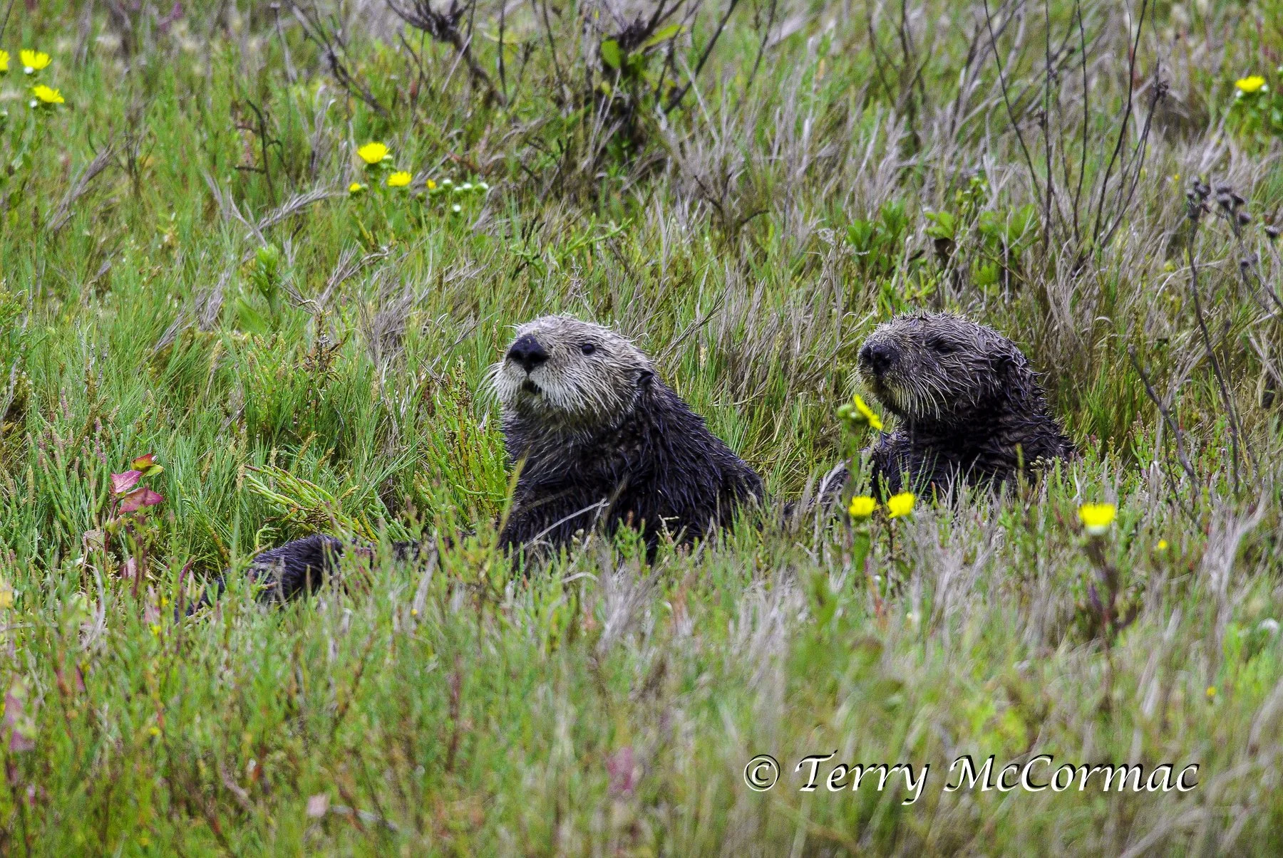 Sea Otters on shore, Moss Landing, CA