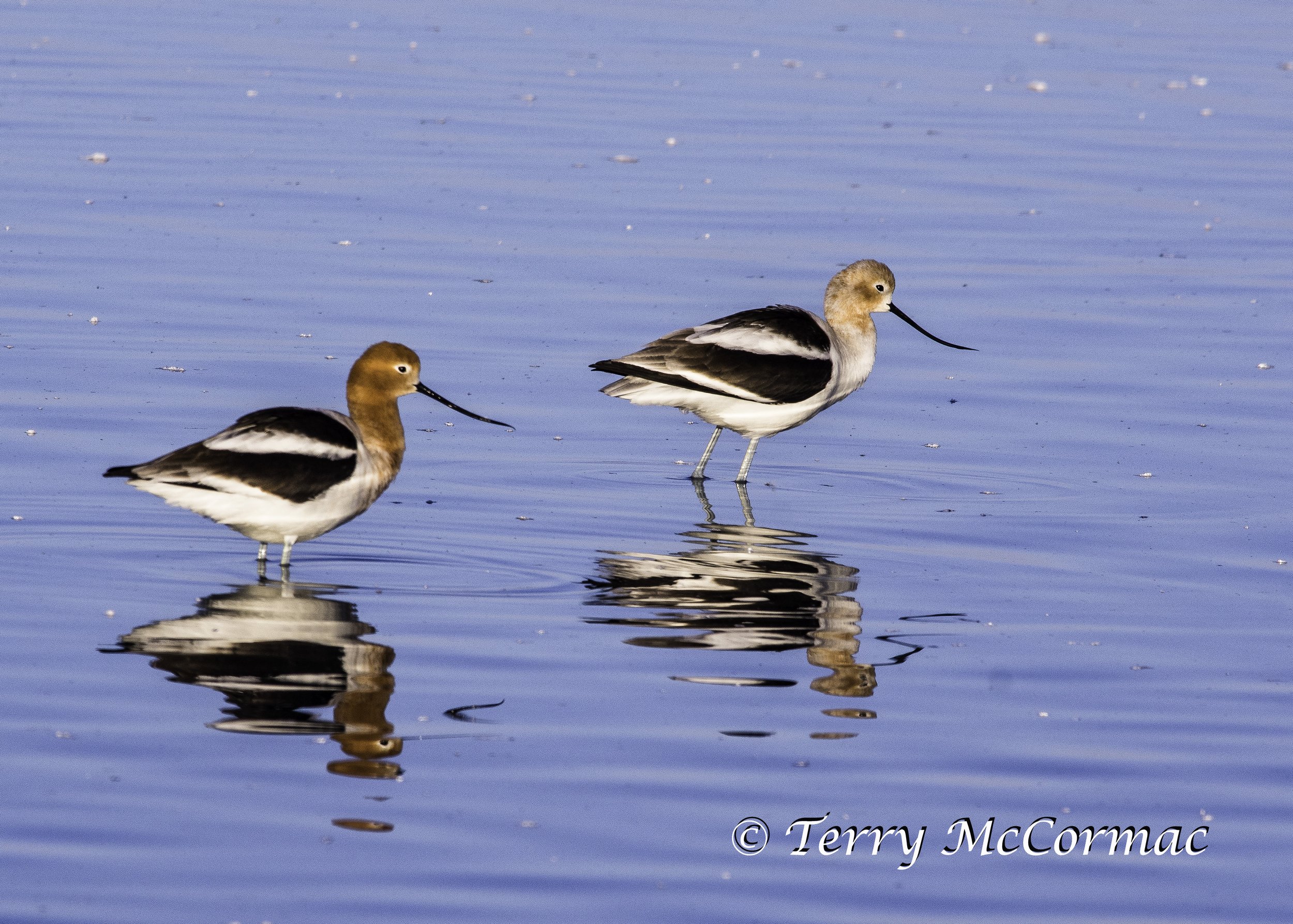 American Avocet
