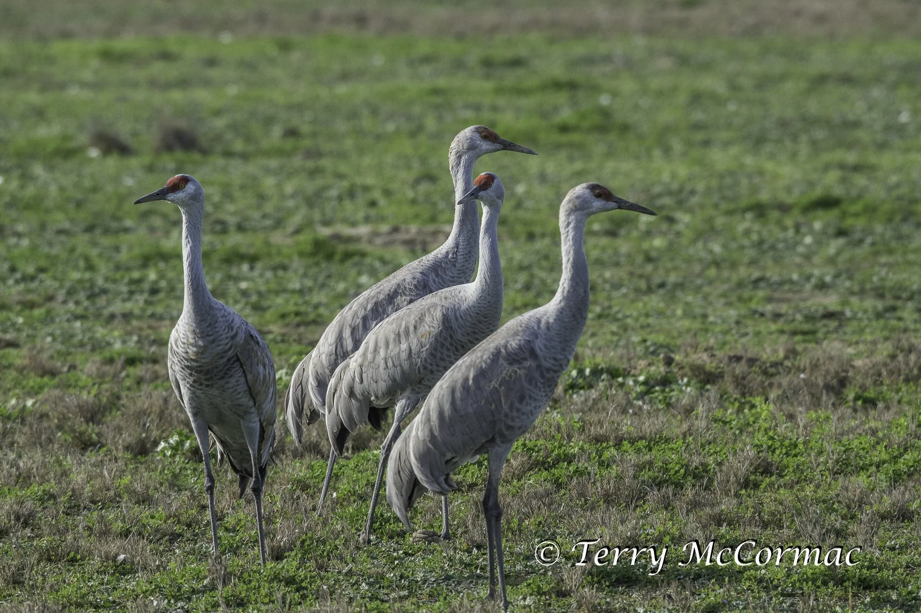 Sandhill Cranes Merced National Wildlife Refuge, CA