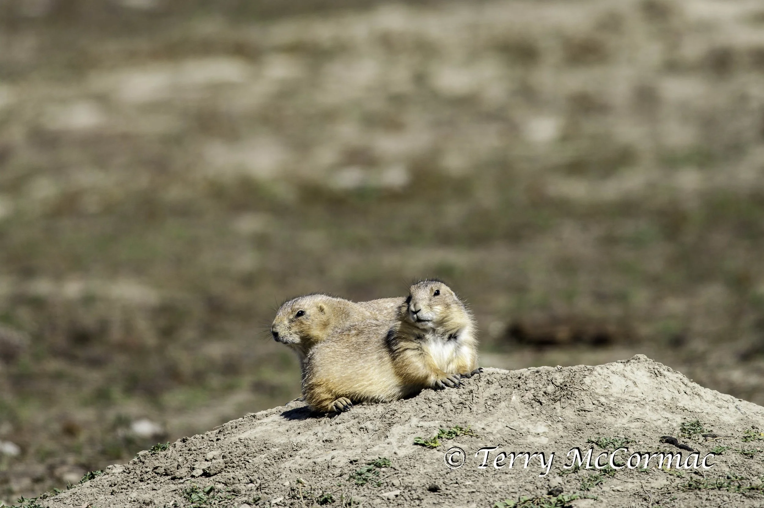 Black-Tailed Prairie Dog(cynomys ludovicianus), Theodore Roosevelt National Park, North Dakota