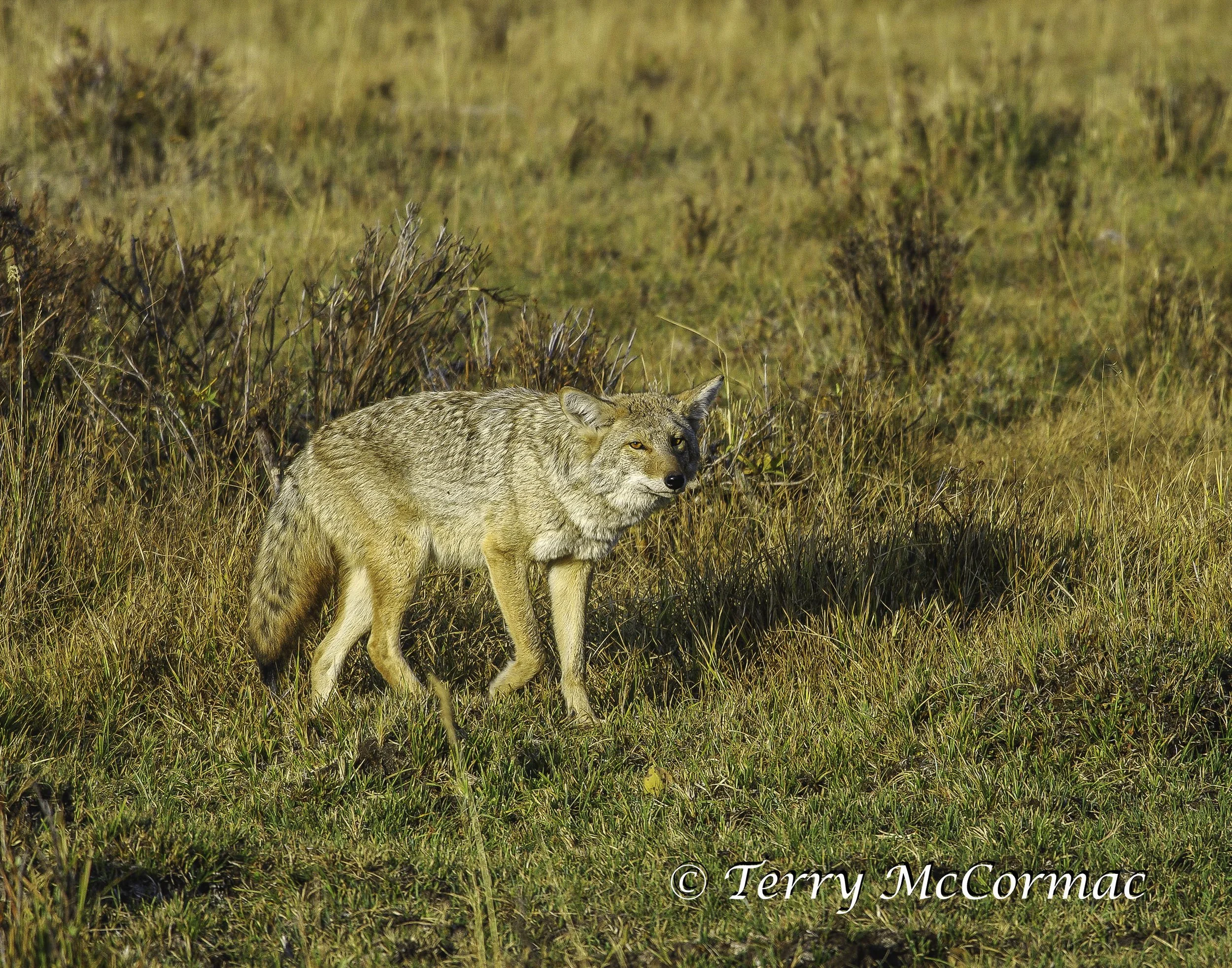 Coyote in Lamar Valley, Yellowstone National Park, Wyoming
