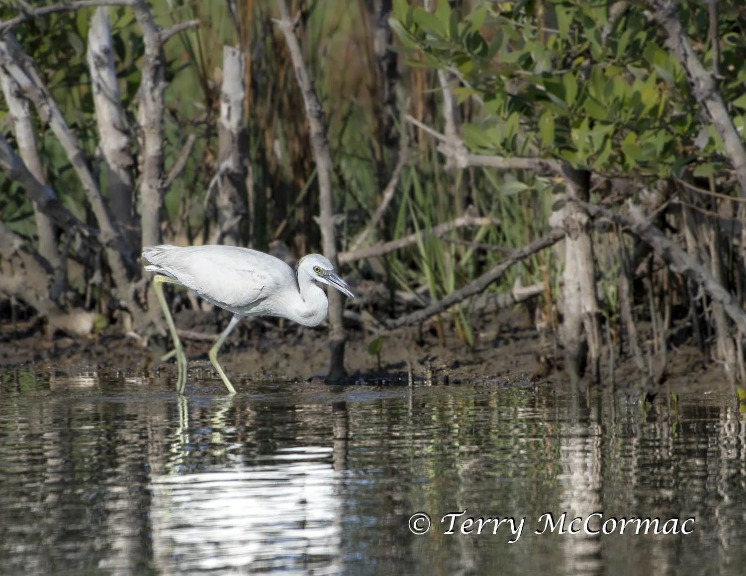 Reddish Egret, Port Aransas, Texas