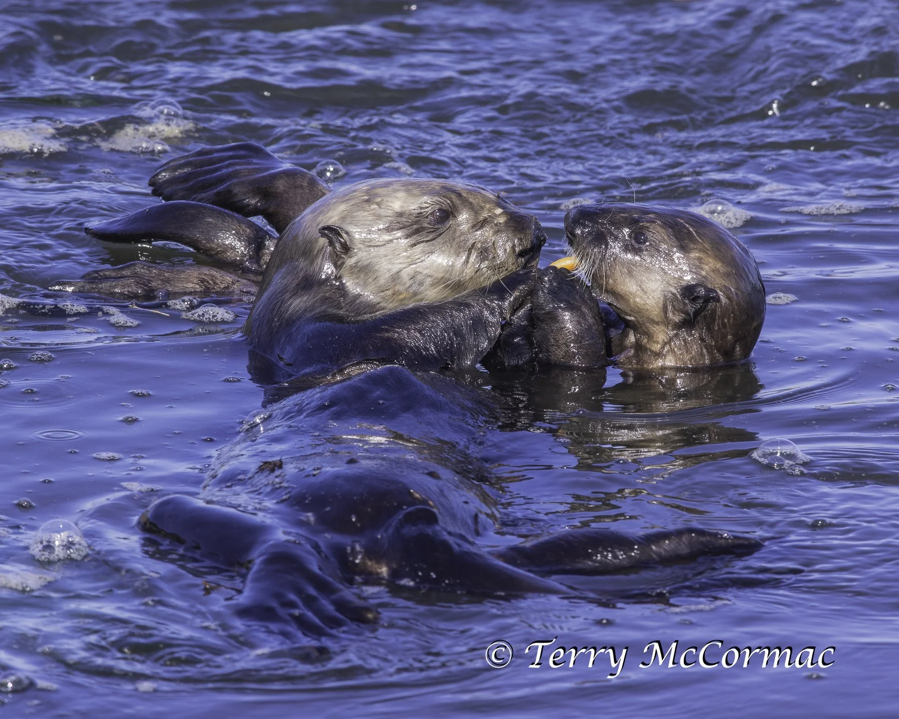 Sea Otter feeding young, Moss Landing, CA