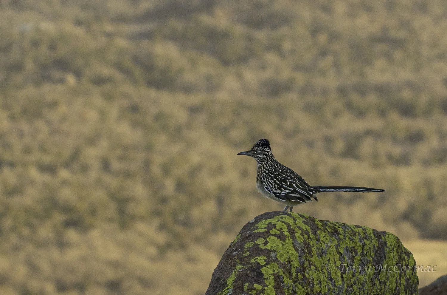 Greater Roadrunner,  Wichita Mountians Wildlife Refuge, Ok