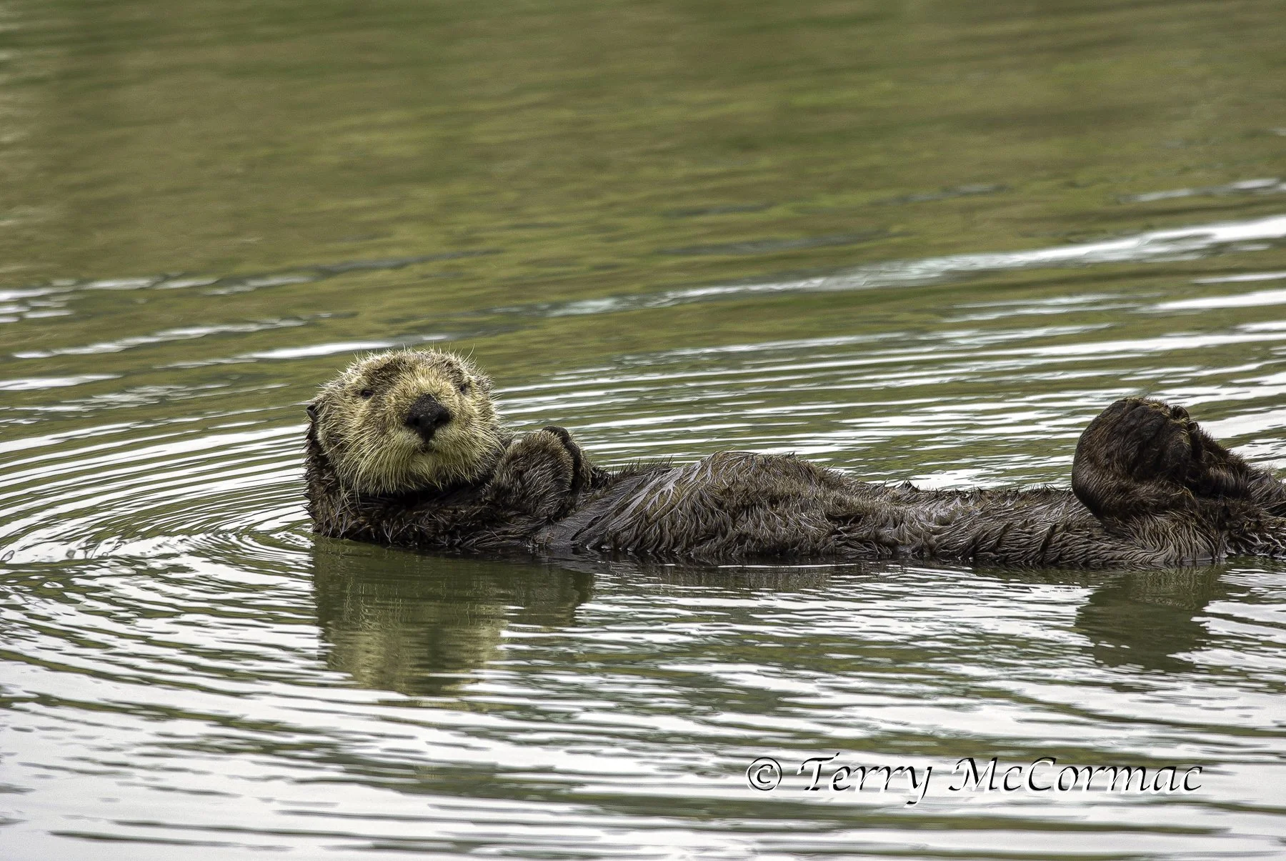 Sea Otter, Moss Landing, CA