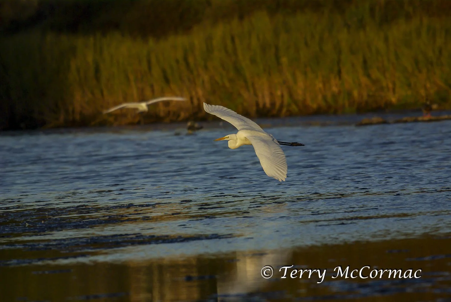 Great Egret in flight Santa Cruz, CA