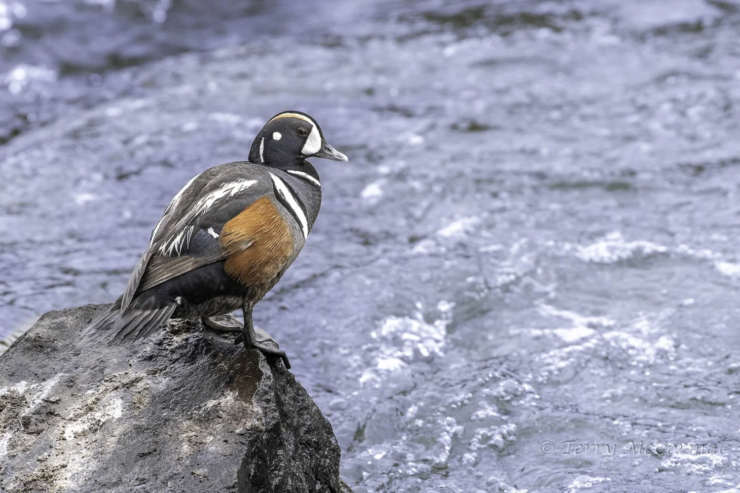 Harlequin Duck, Yellowstone National Park