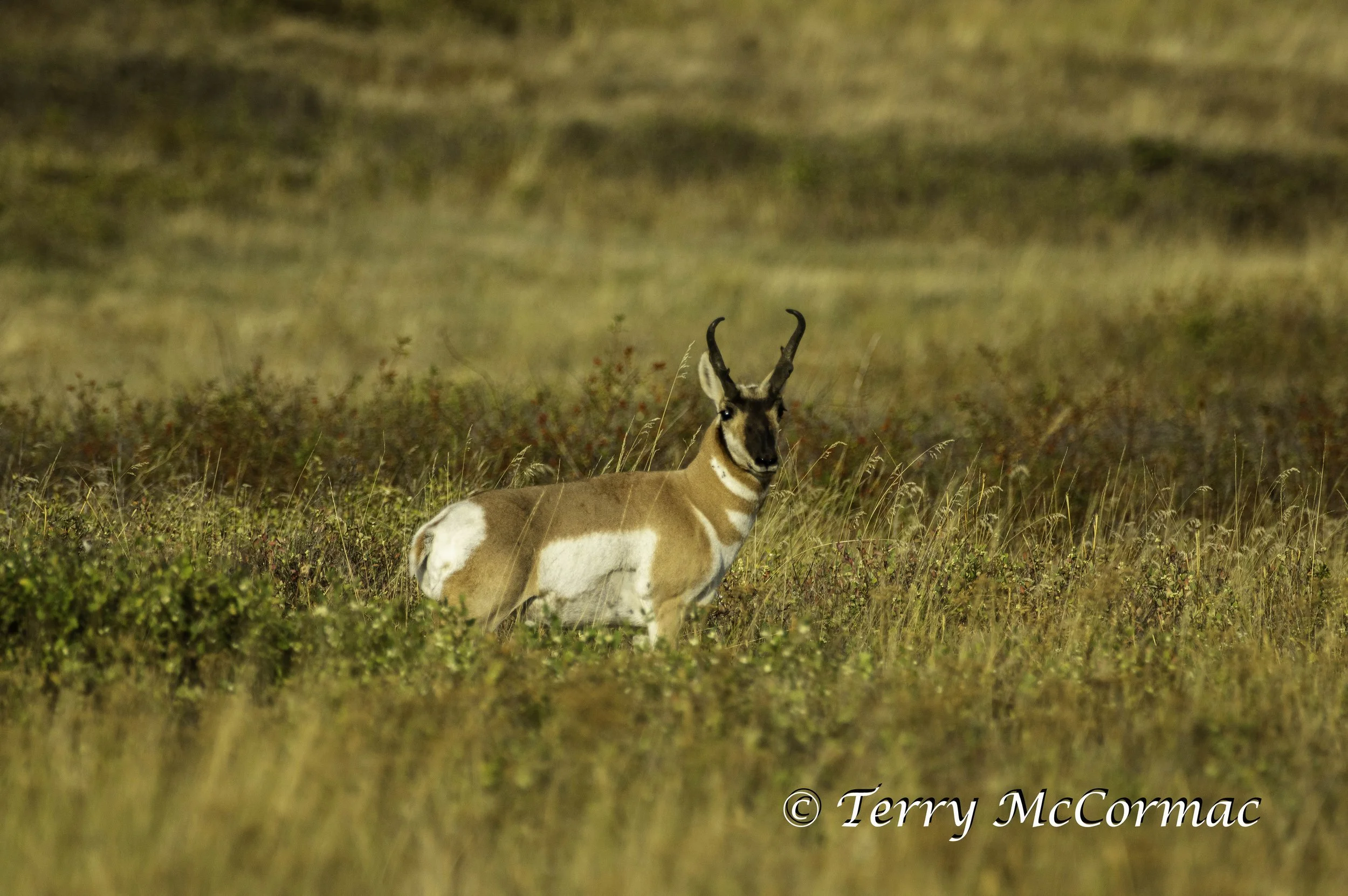 Pronghorn National Bison Range, Montana