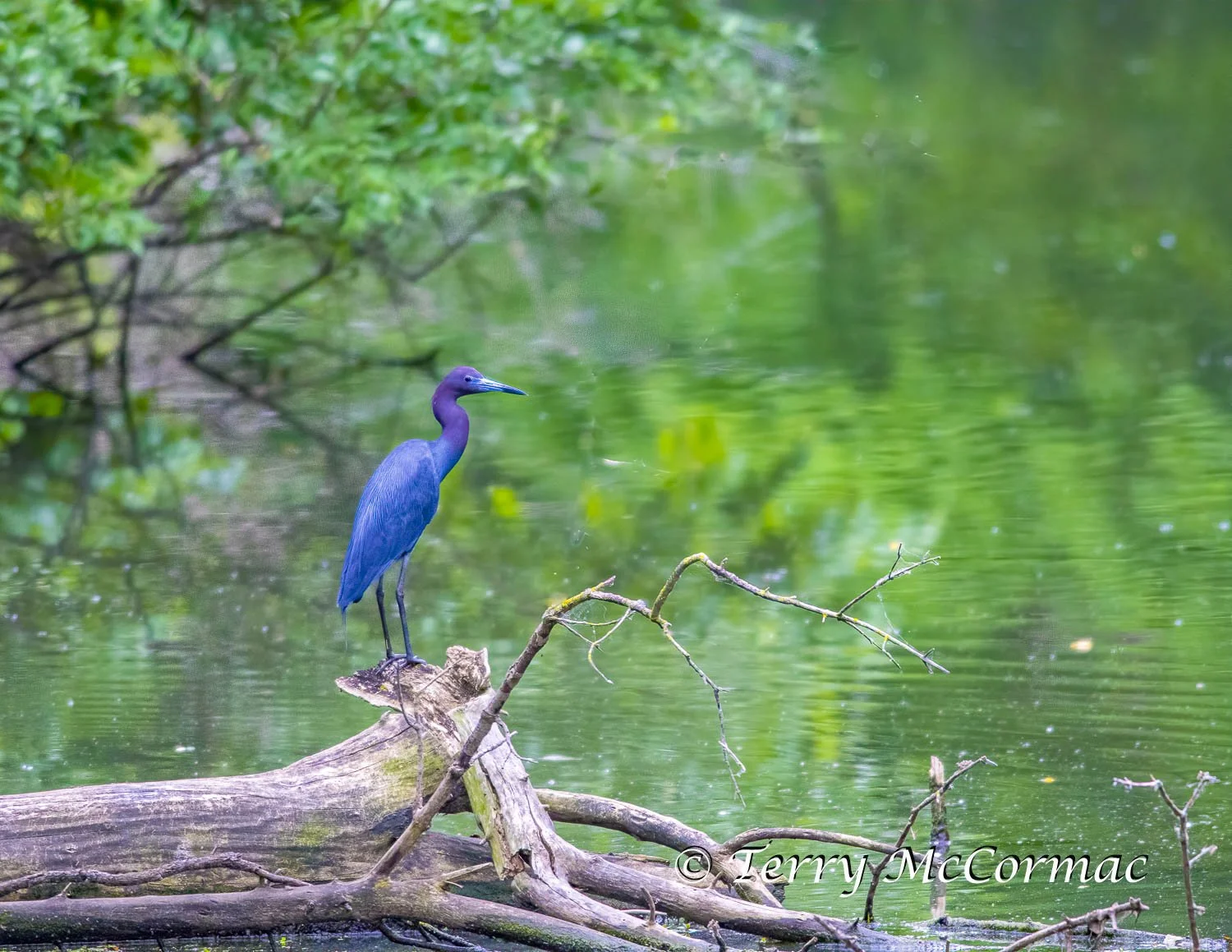 Little Blue Heron, Missouri