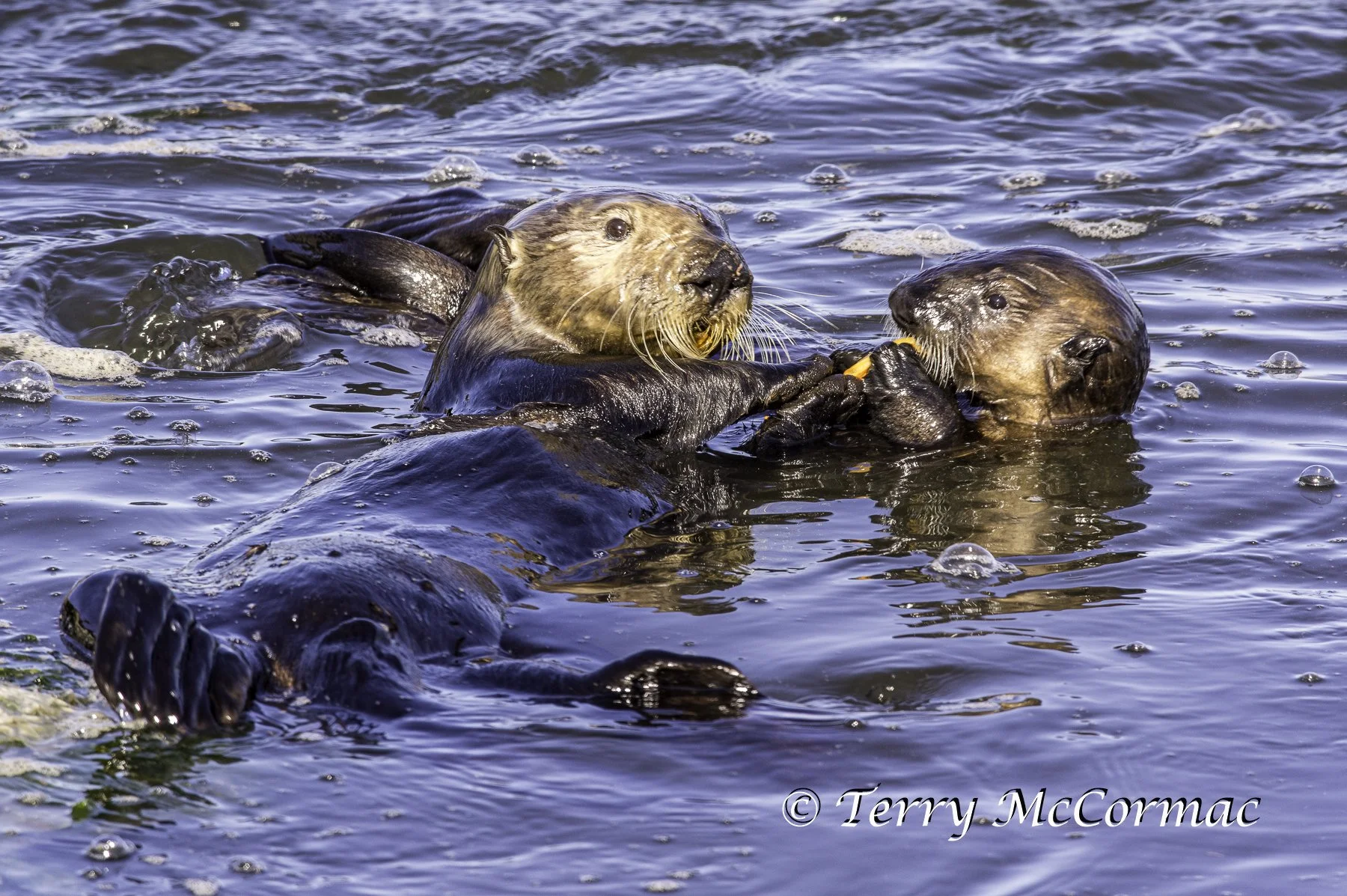 Sea Otter feeding young, Moss Landing, CA