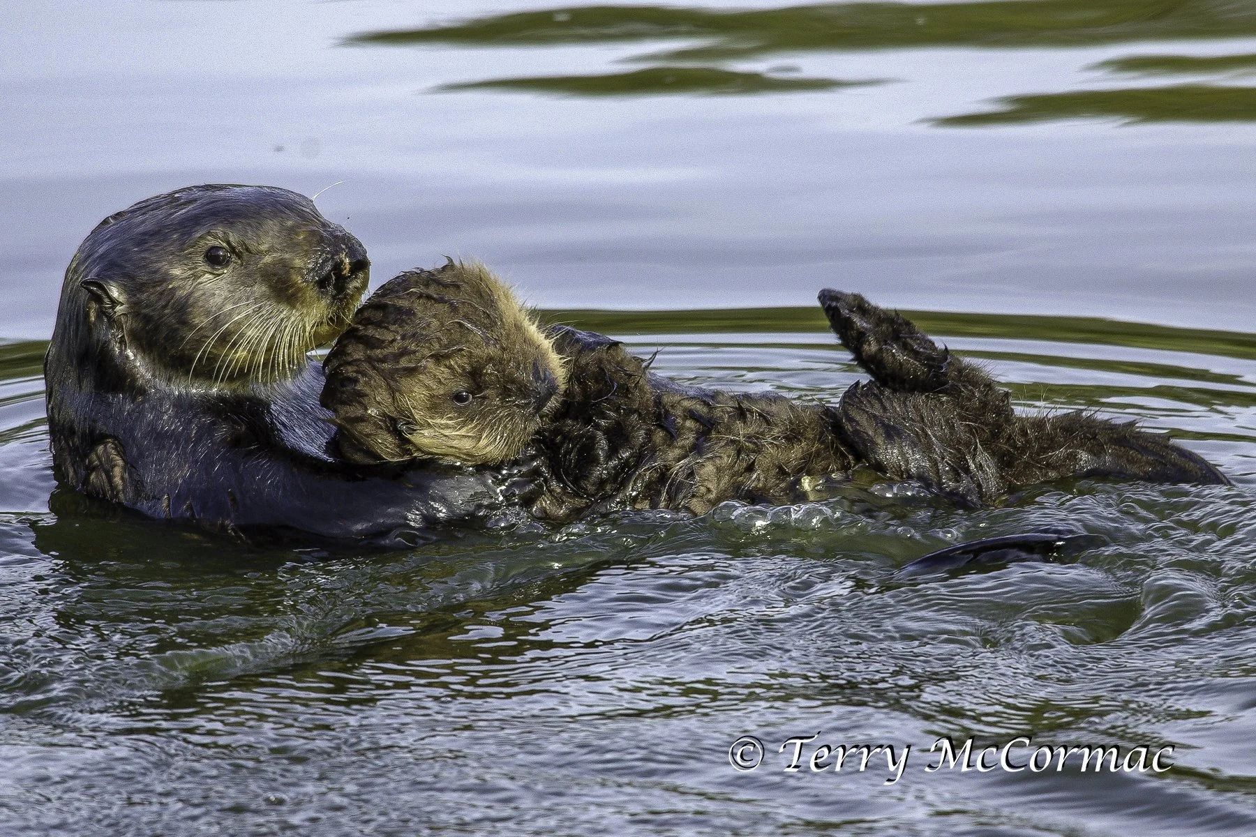 Young Sea Otter eating shell fish, Moss Landing, CA