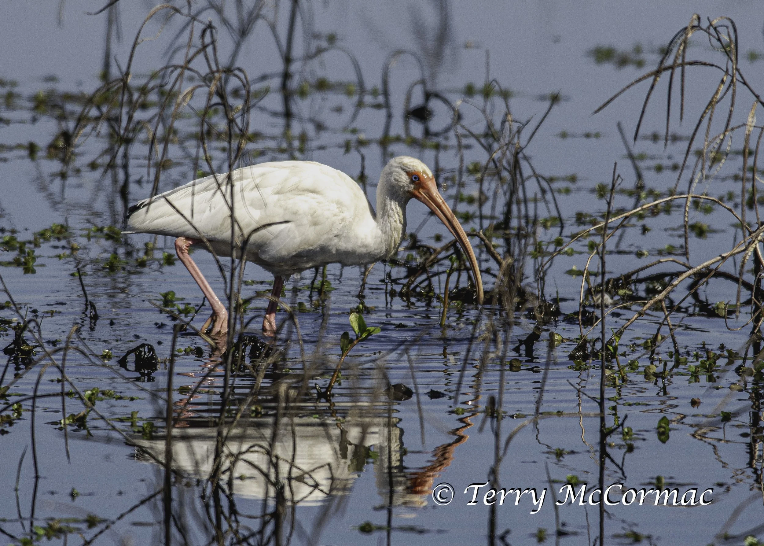 White Ibis