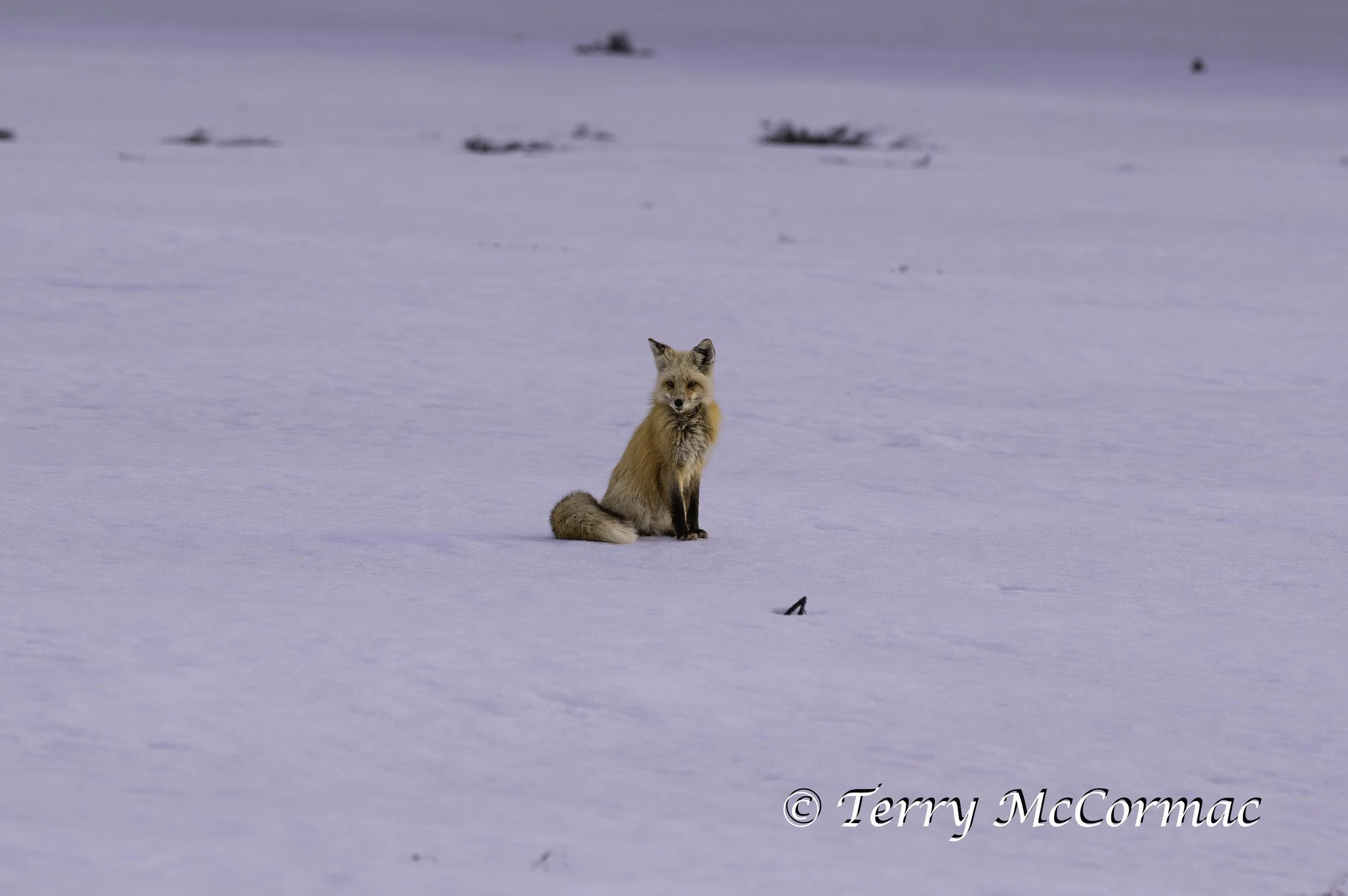 Red Fox, Grand Teton National Park, WY, Spring