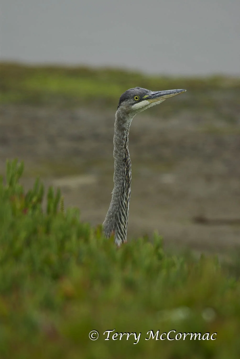 Great Blue Heron, Moss Landing CA
